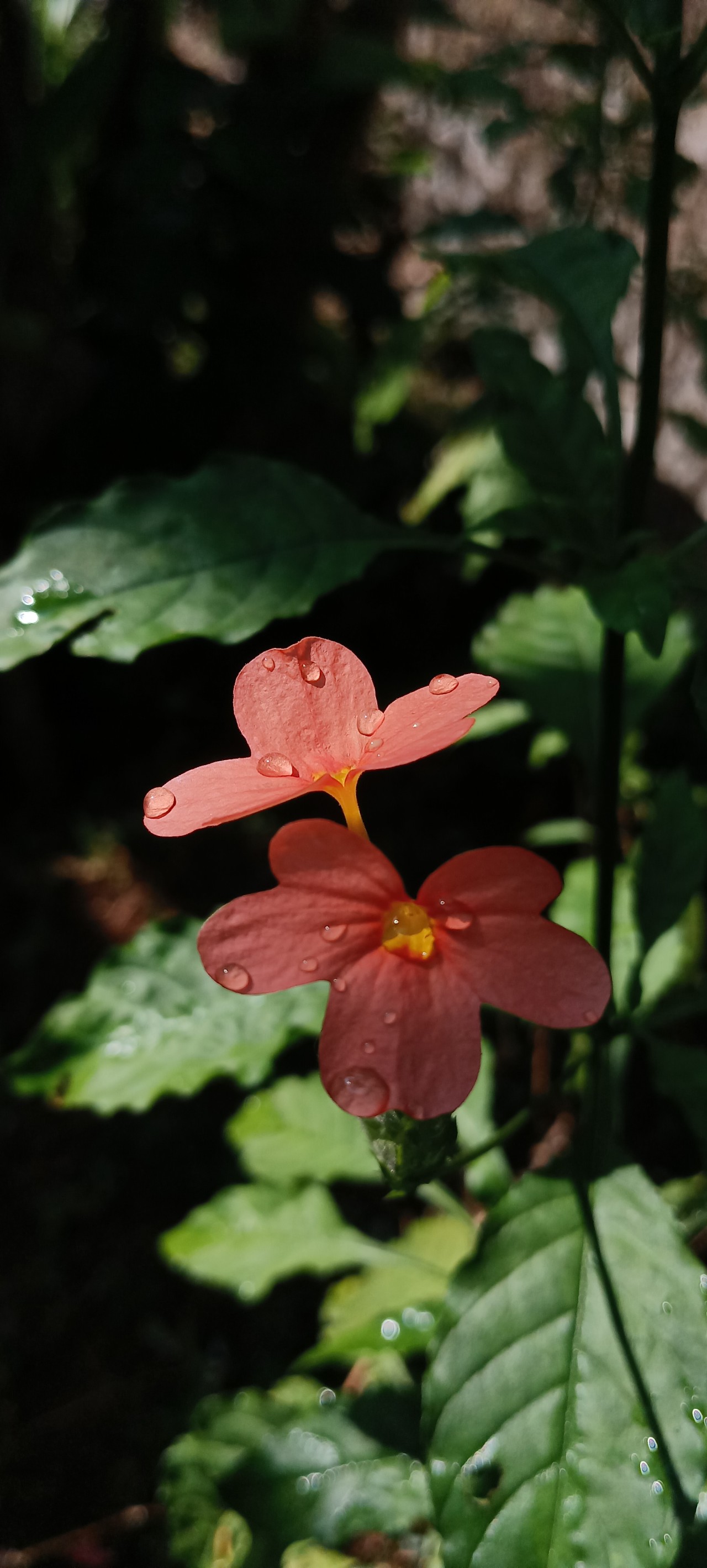 Flower with water droplets - Nature Photography Gallery