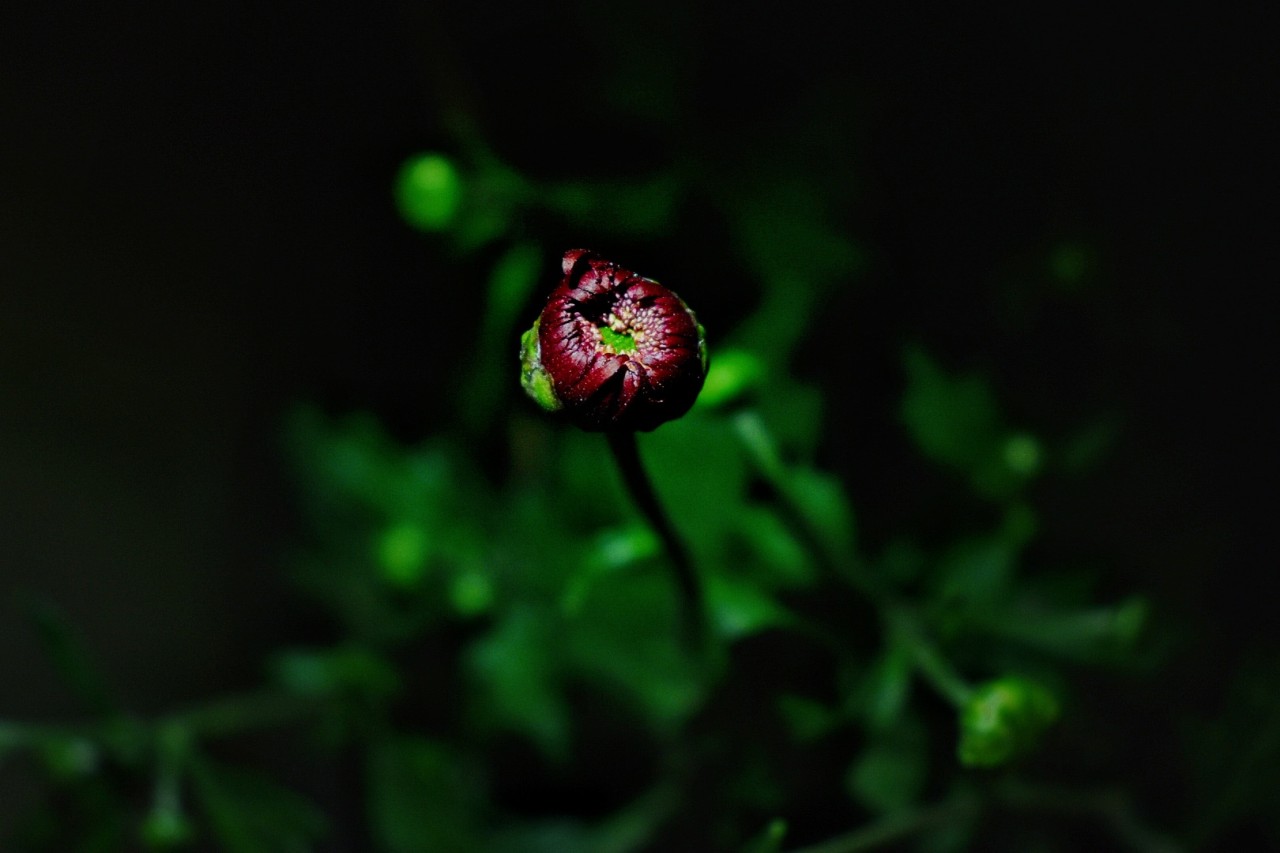 Free Macro photos. Buddy.