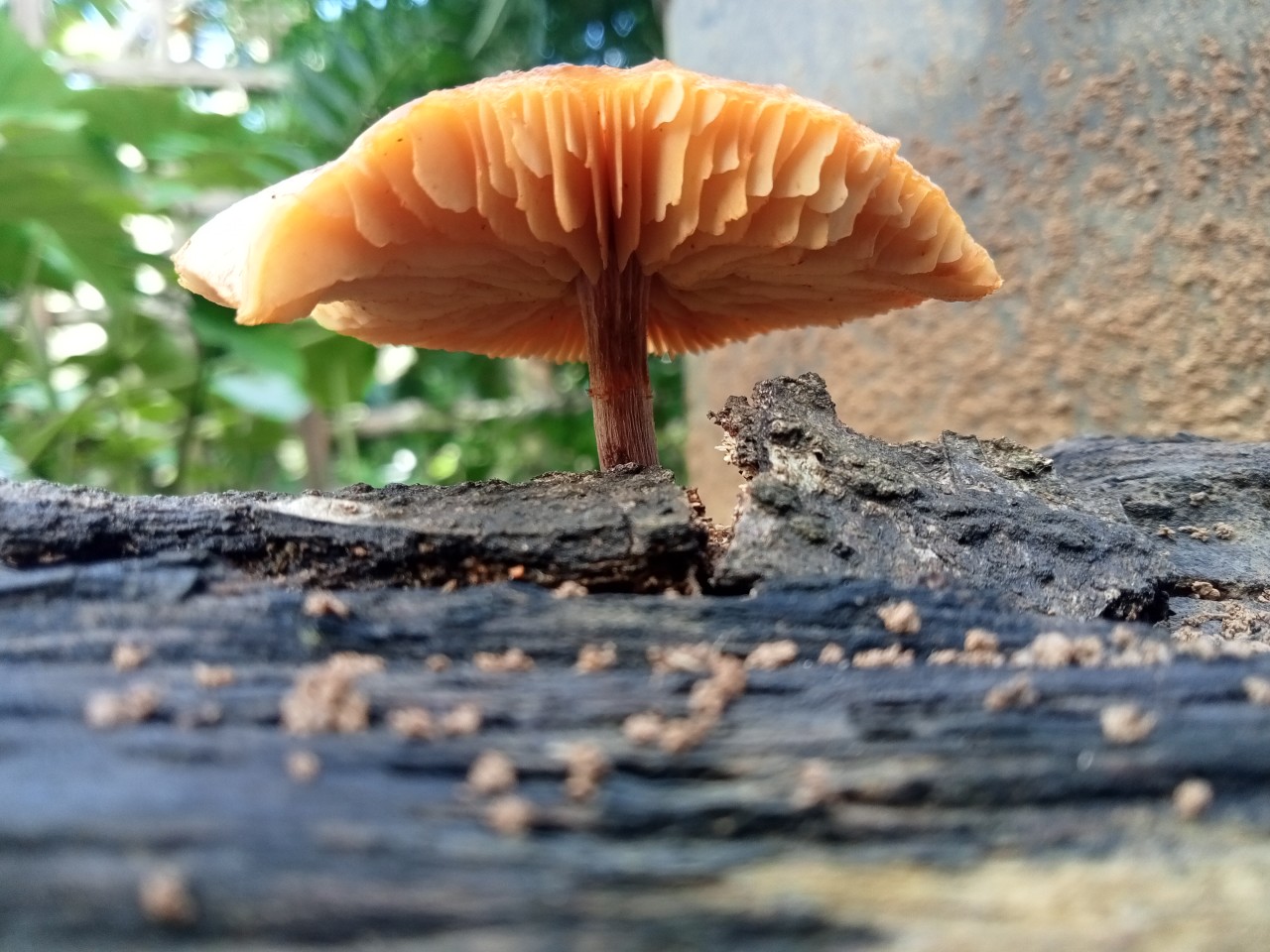 Free Macro photos. Mushroom.