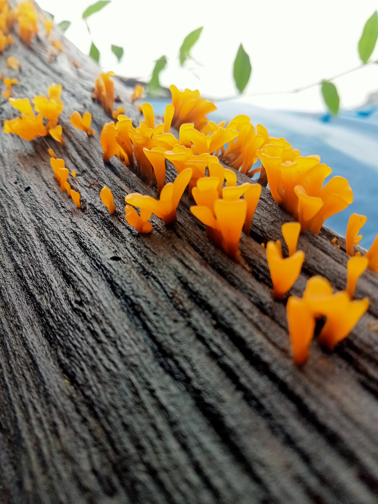 Fan shaped jelly mushroom - Nature Photography Gallery