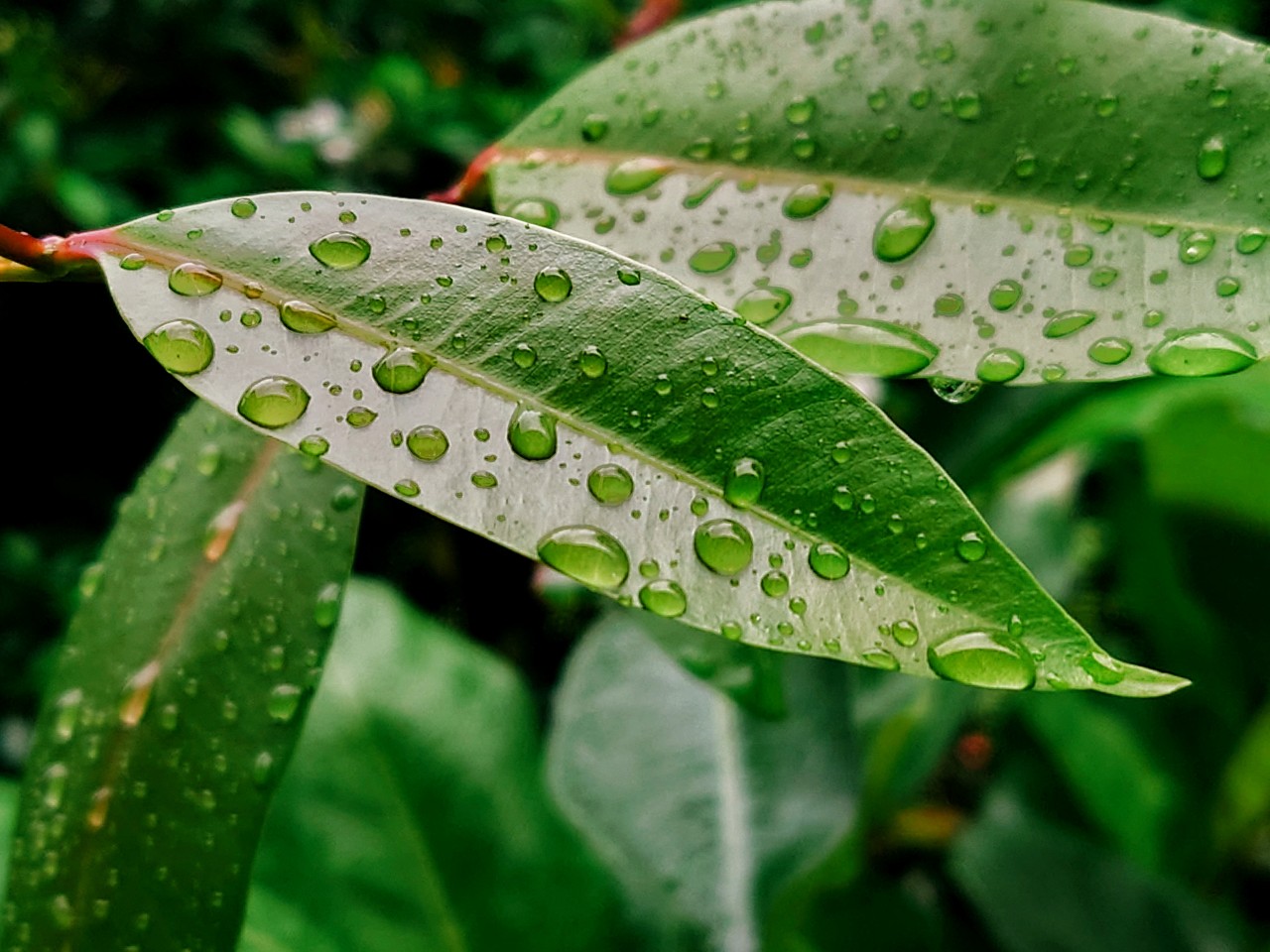 Free Macro photos. Glittering Leaf.