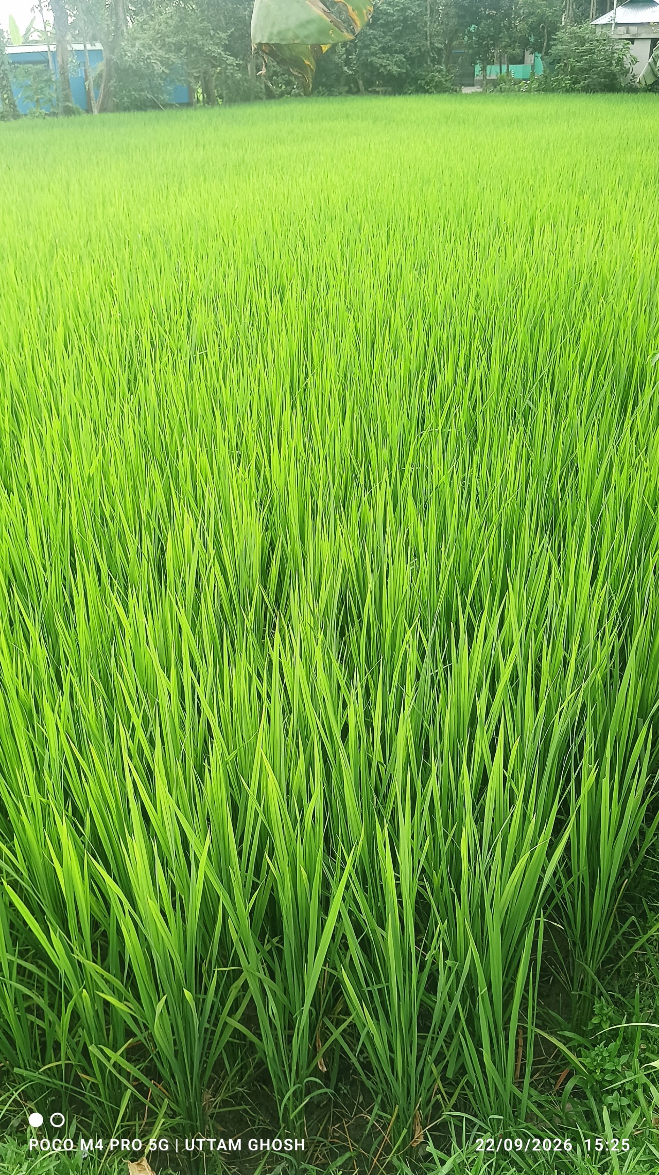 Free Forests photos. Long Grasses.