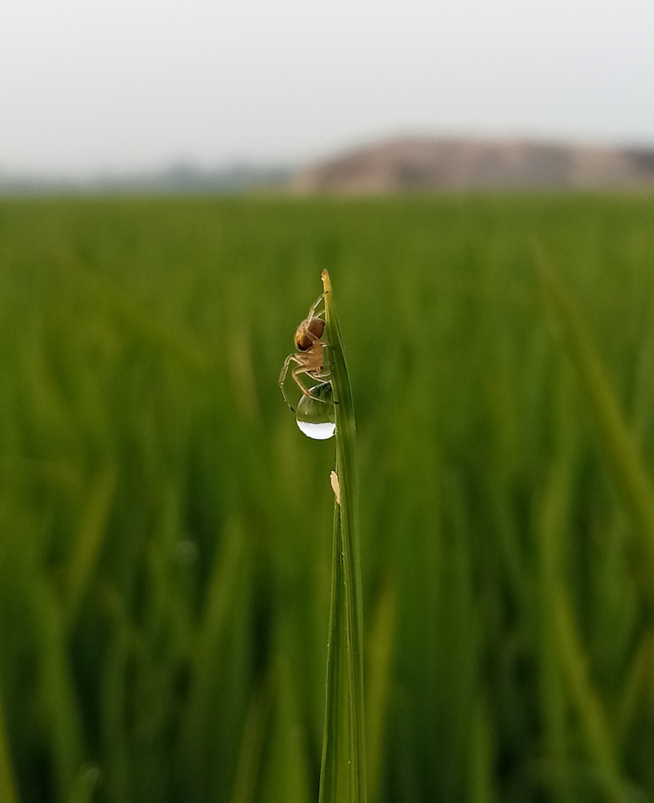 Free Wildlife photos. Tiny Spider Resting Beside Water Droplet On Paddy Leaf In Afternoon.