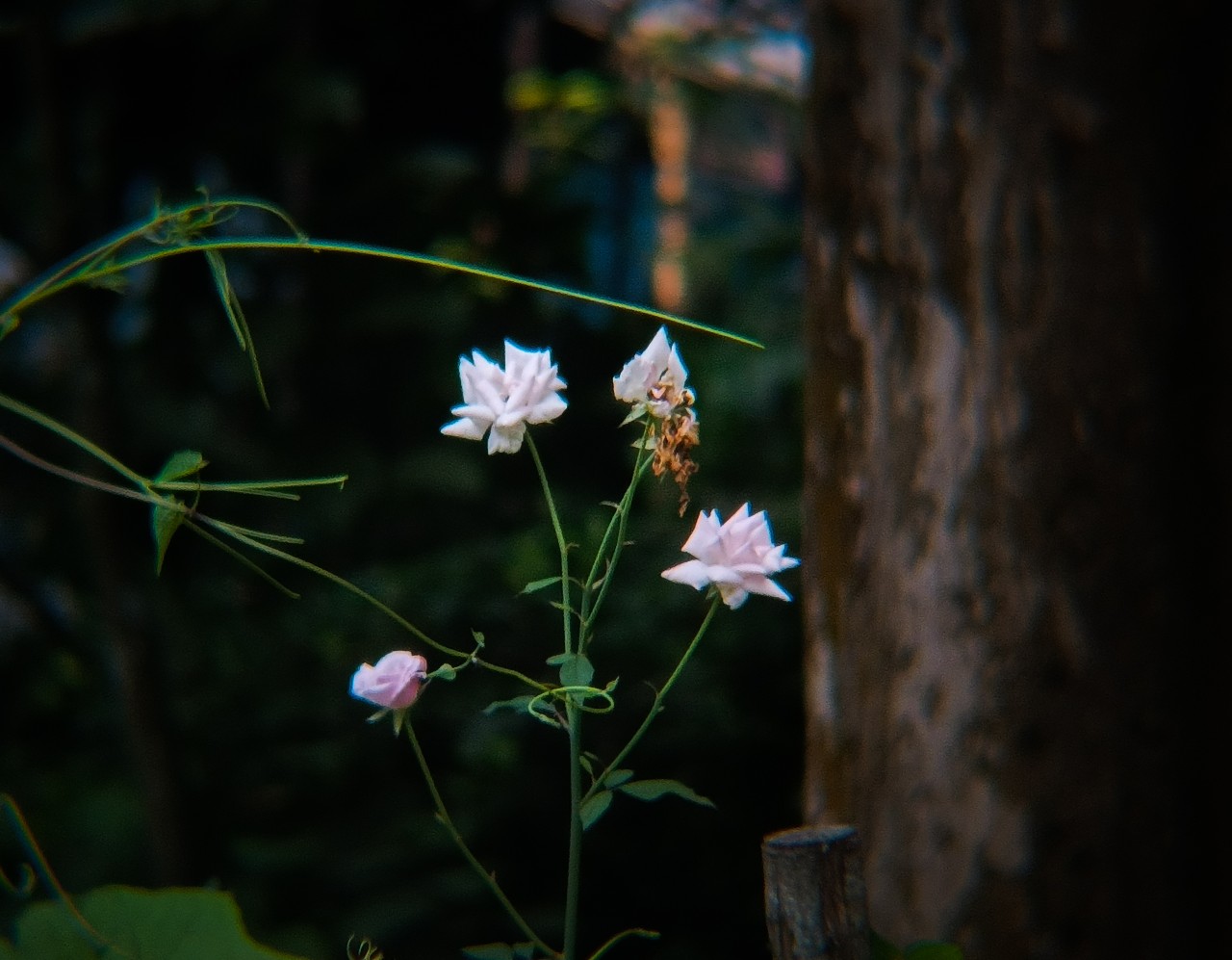 Free Flora photos. Growing lives.