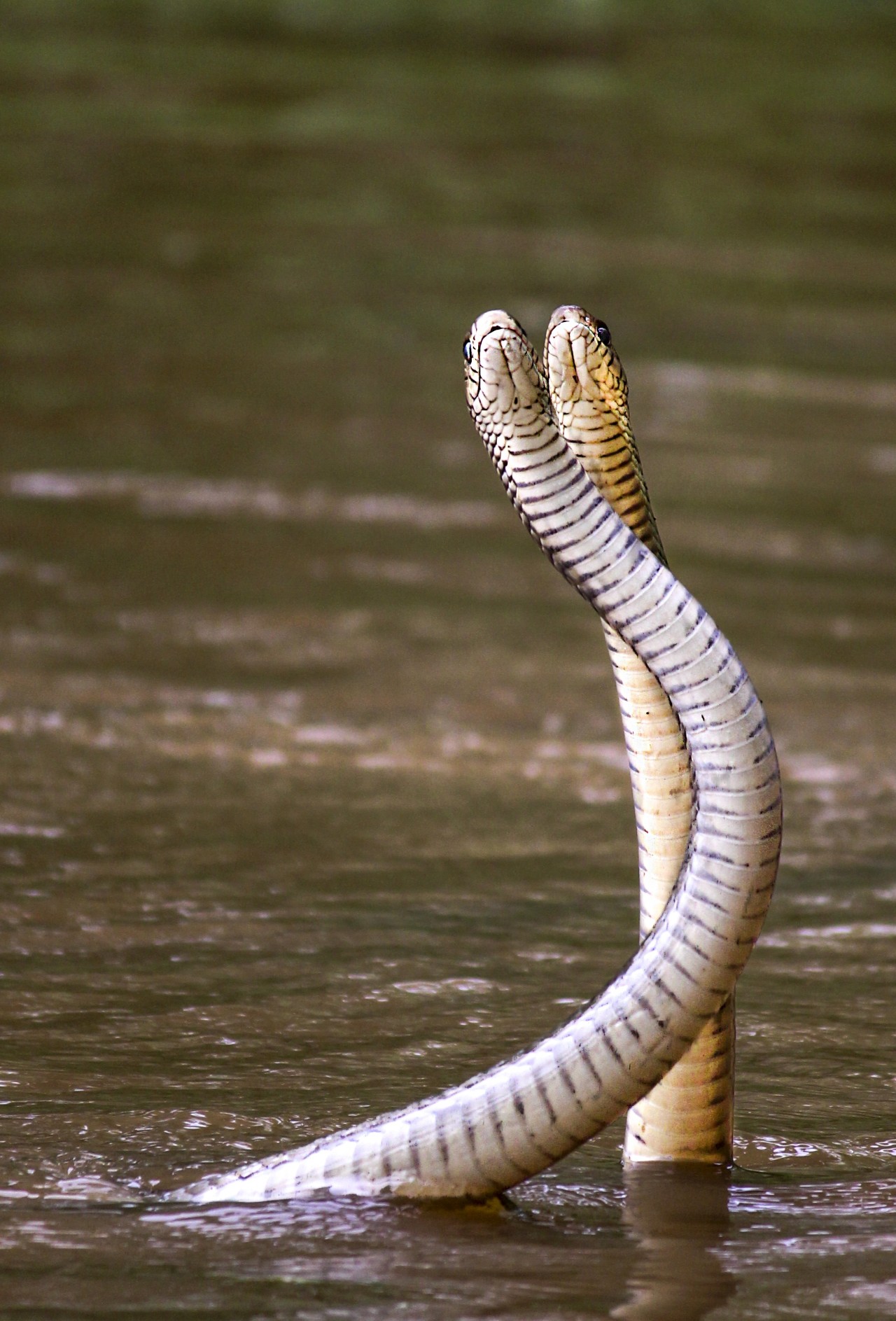Free Wildlife photos. Entangling dance of rat snakes.