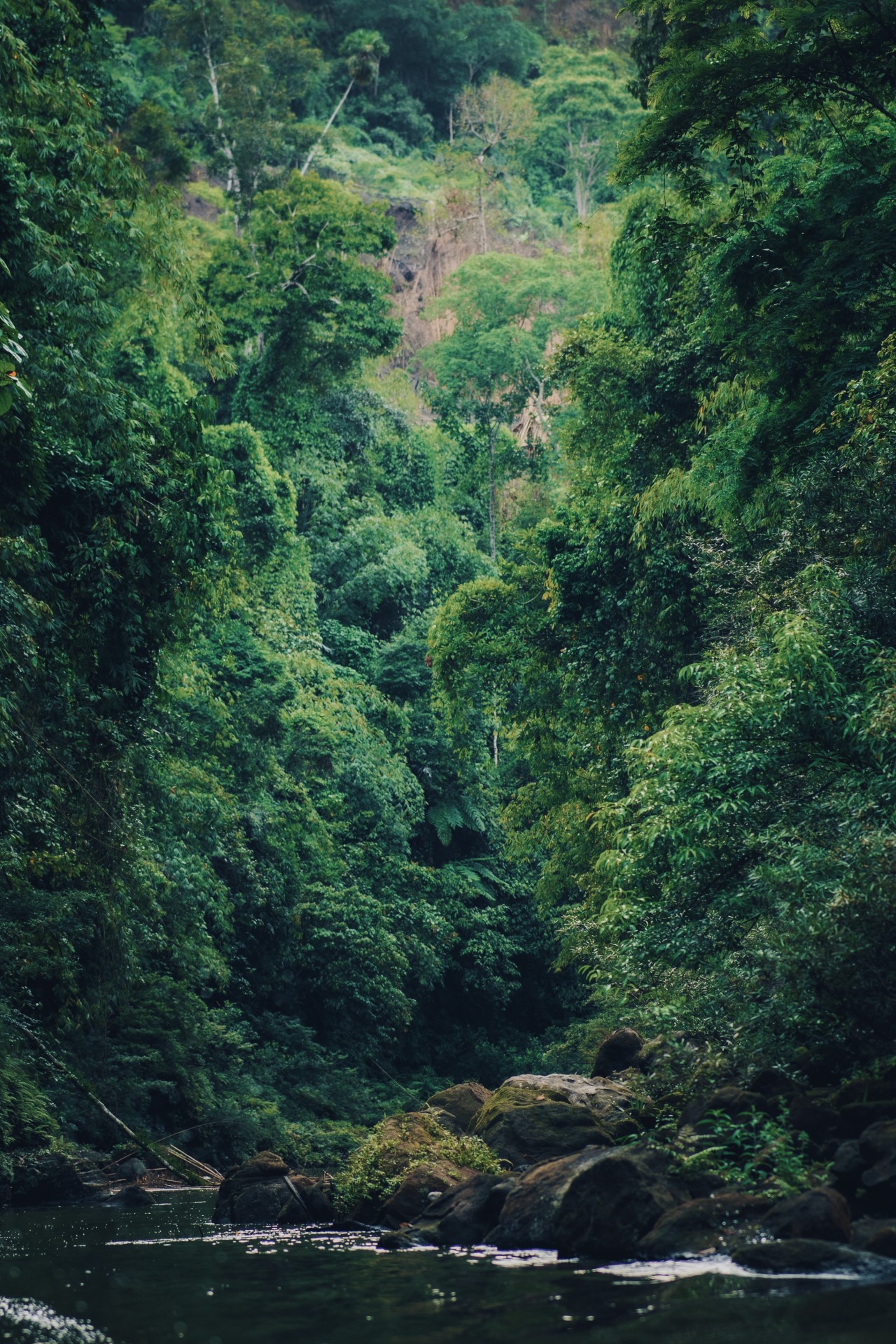Greenery - Nature Photography Gallery