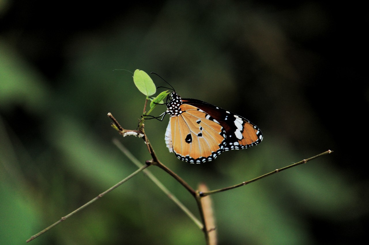 Free Macro photos. Colorful.