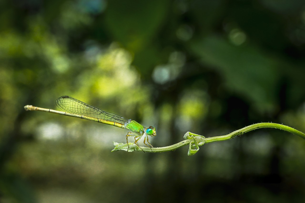 Free Macro photos. Damselfly, Sri Lanka.