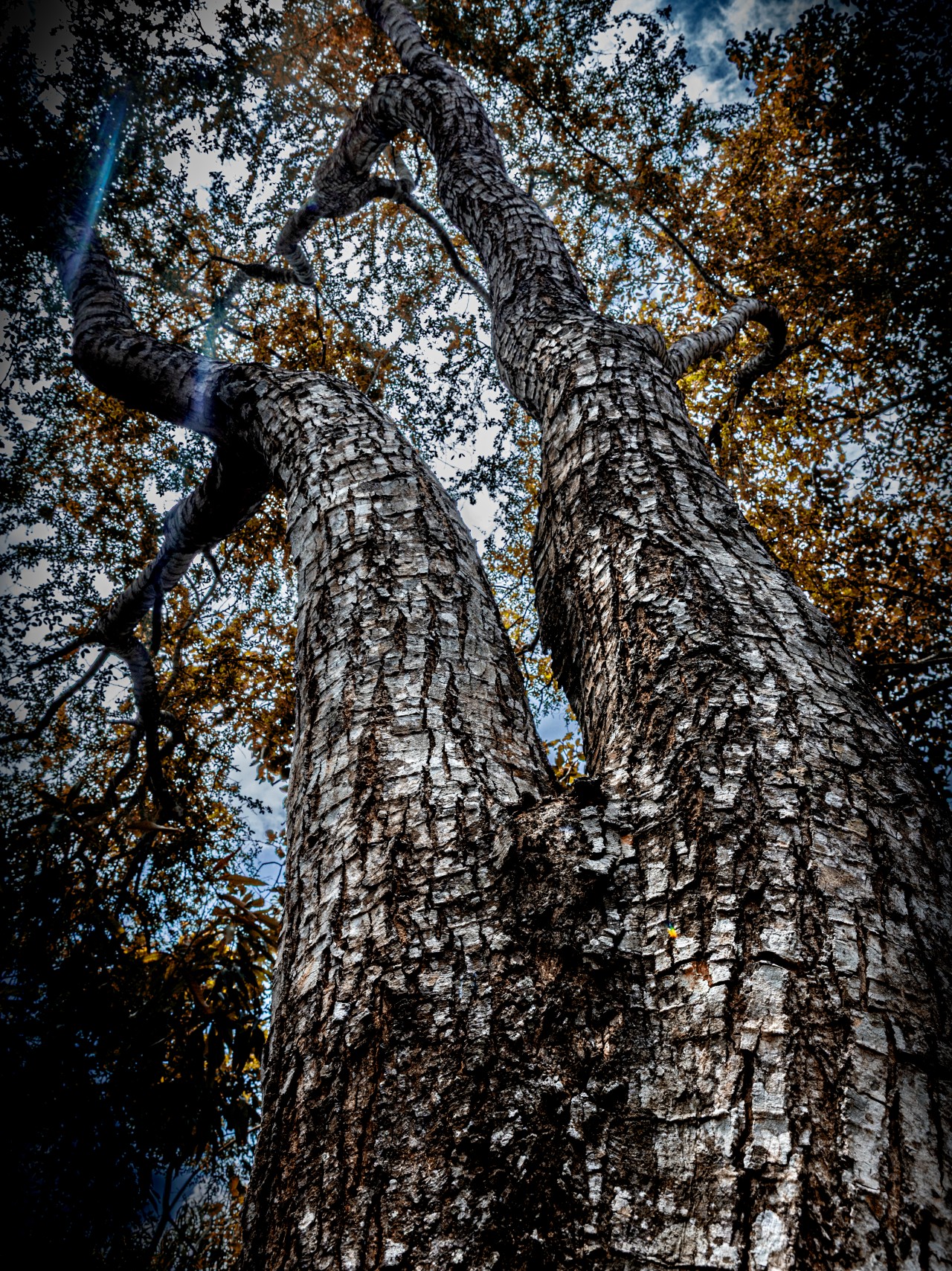 Free Forests photos. Mature Hardwood , Sri Lanka.