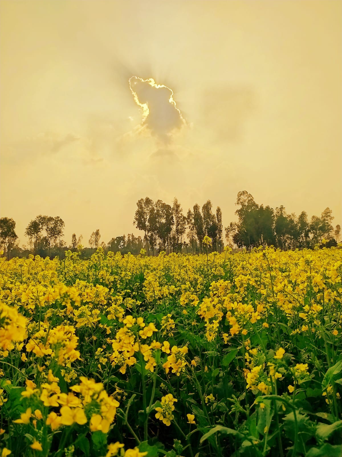 Mustard Garden in Kuptala, Gaibandha - Nature Photography Gallery