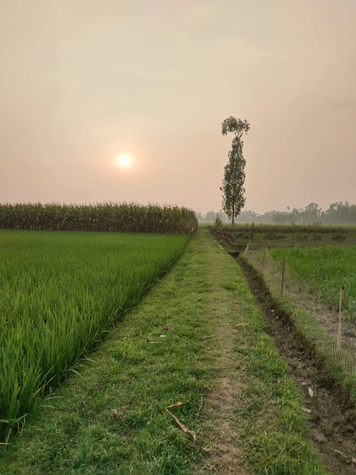 Free Landscapes photos. Village aisles.