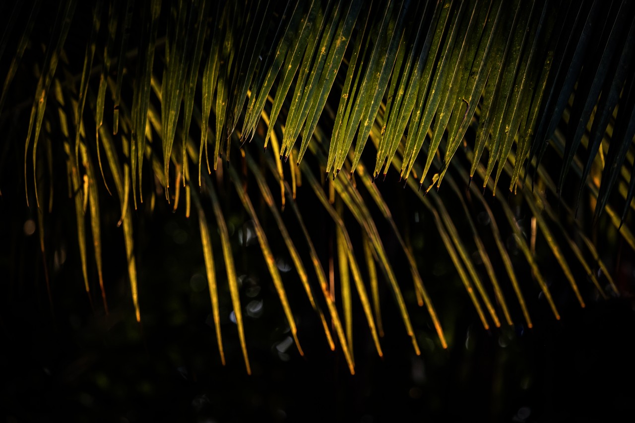 Coconut Tree, Sri Lanka - Nature Photography Gallery