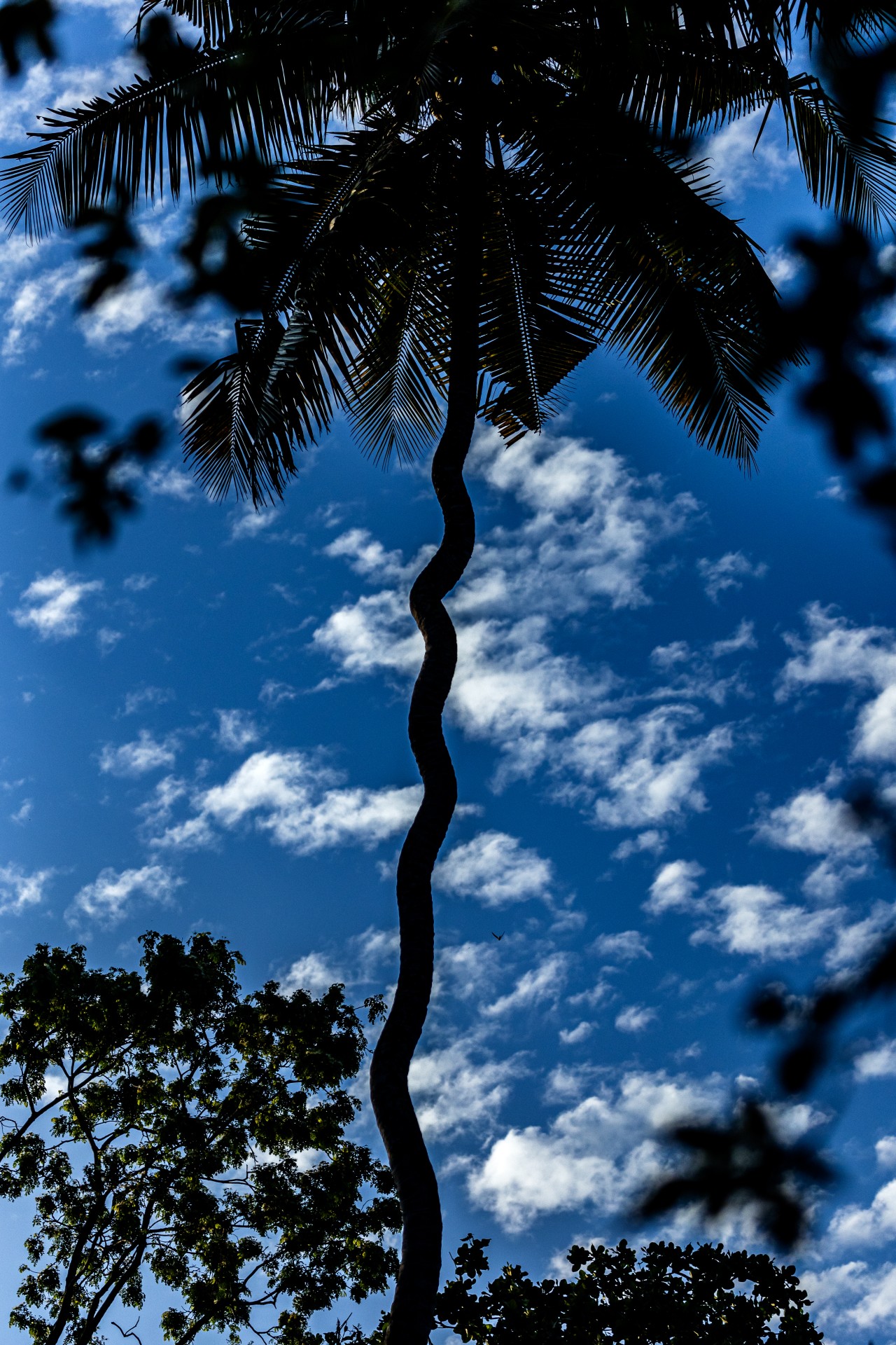 Free Skies photos. Sky with coconut tree, Sri Lanka.