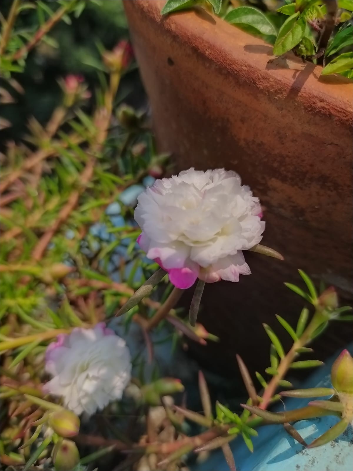 Free Flora photos. Little white wonders.