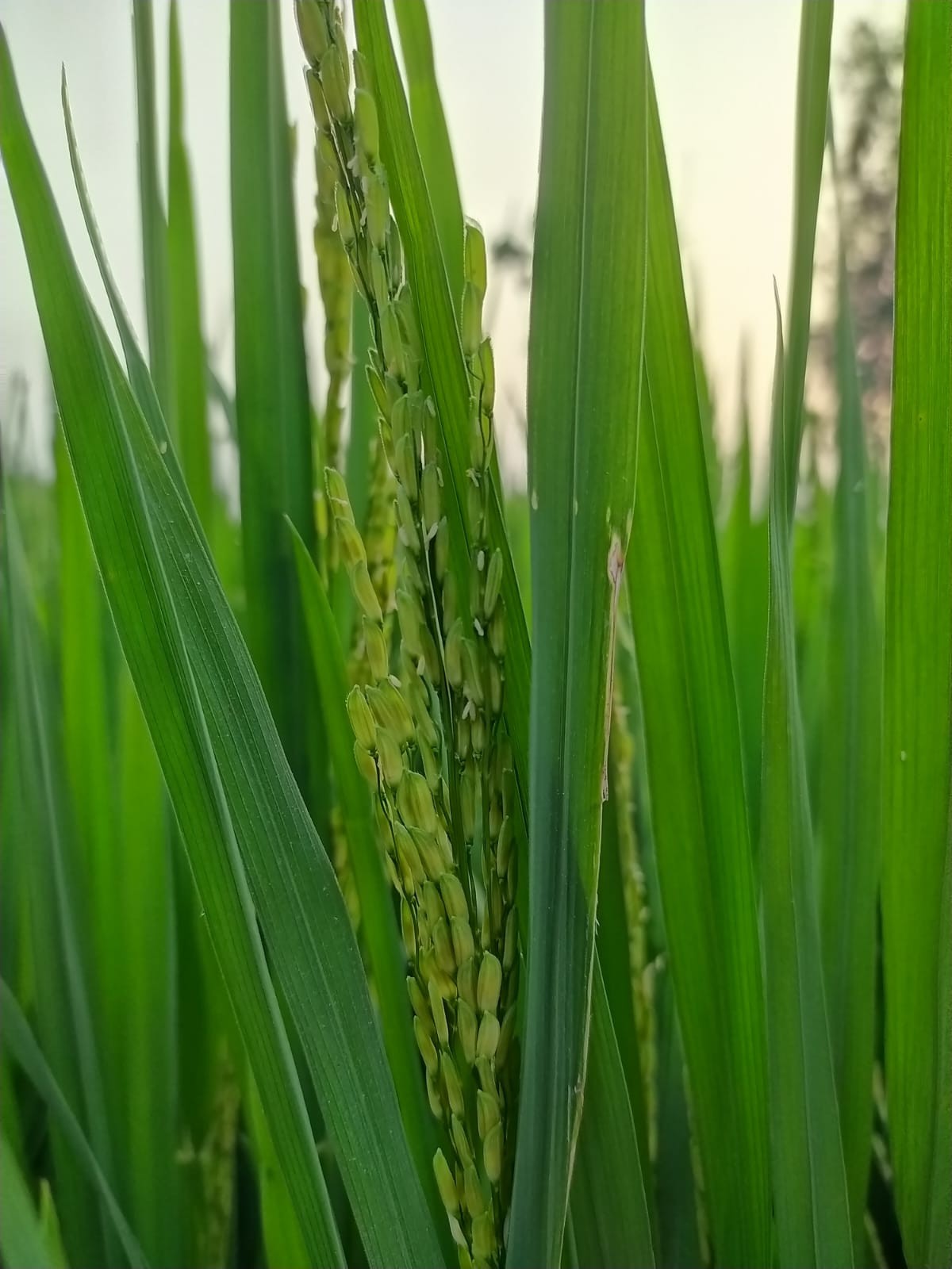 The Smell of Raw Paddy - Nature Photography Gallery