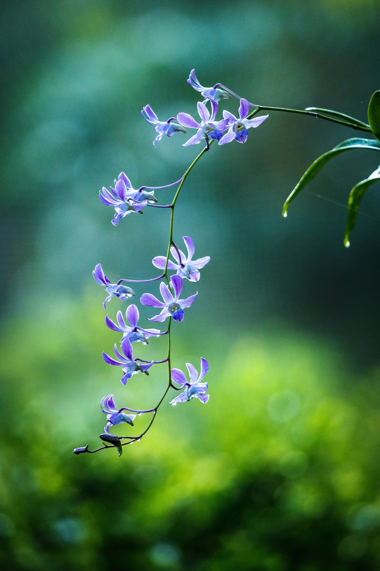 Orchid, Sri Lanka - Nature Photography Gallery