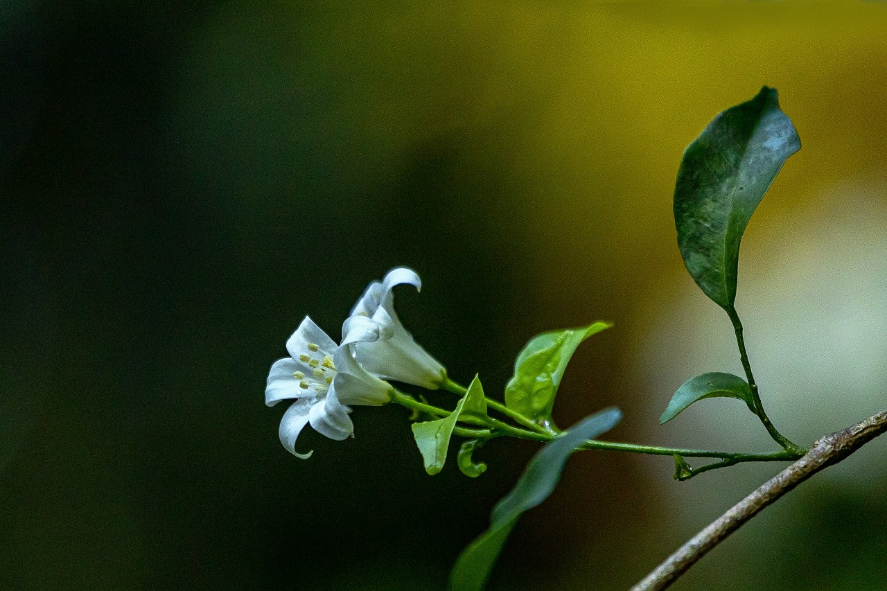 Sri Lanka - Nature Photography Gallery