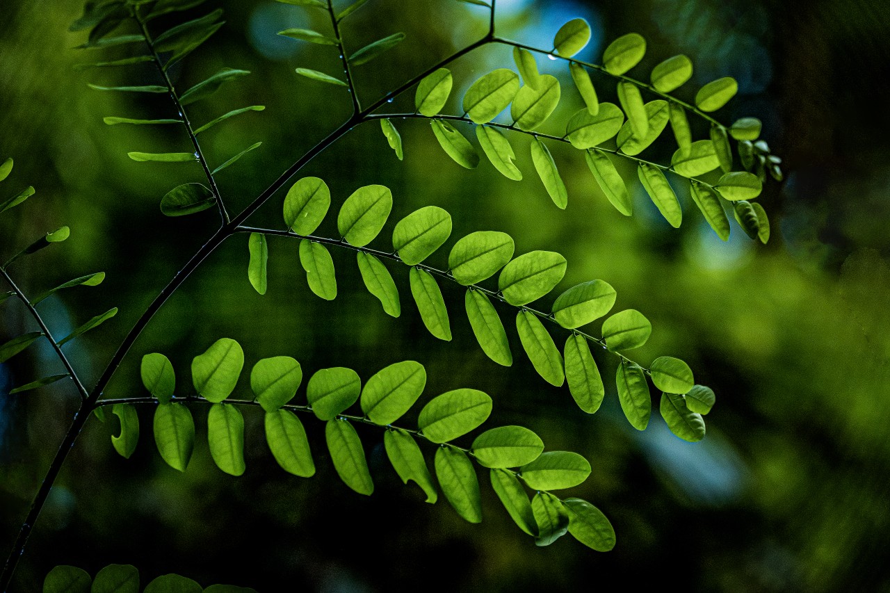 Nature leaves , Sri Lanka - Nature Photography Gallery