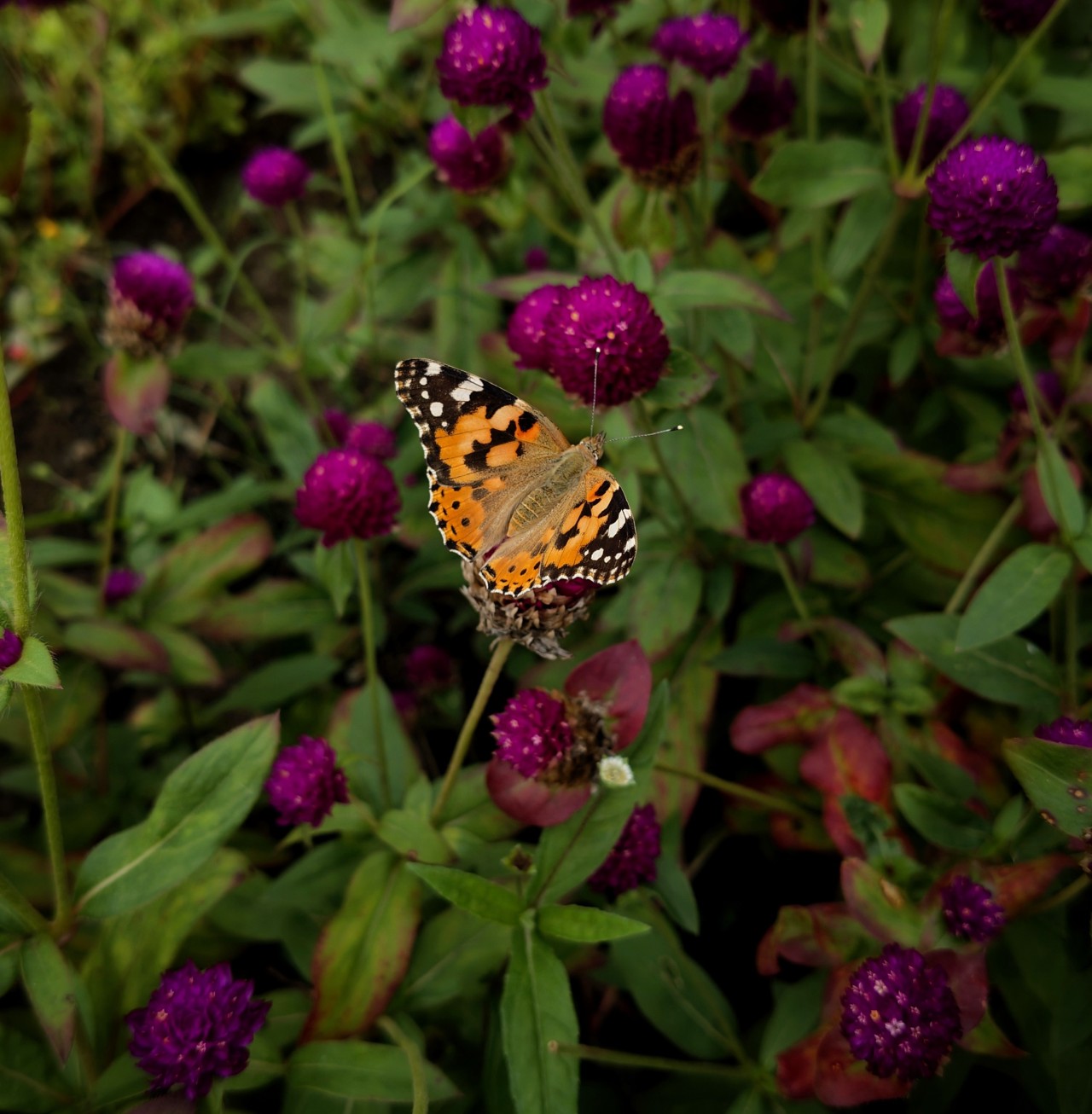 Painted Lady butterfly on Globe Amaranth flowers - Nature Photography Gallery