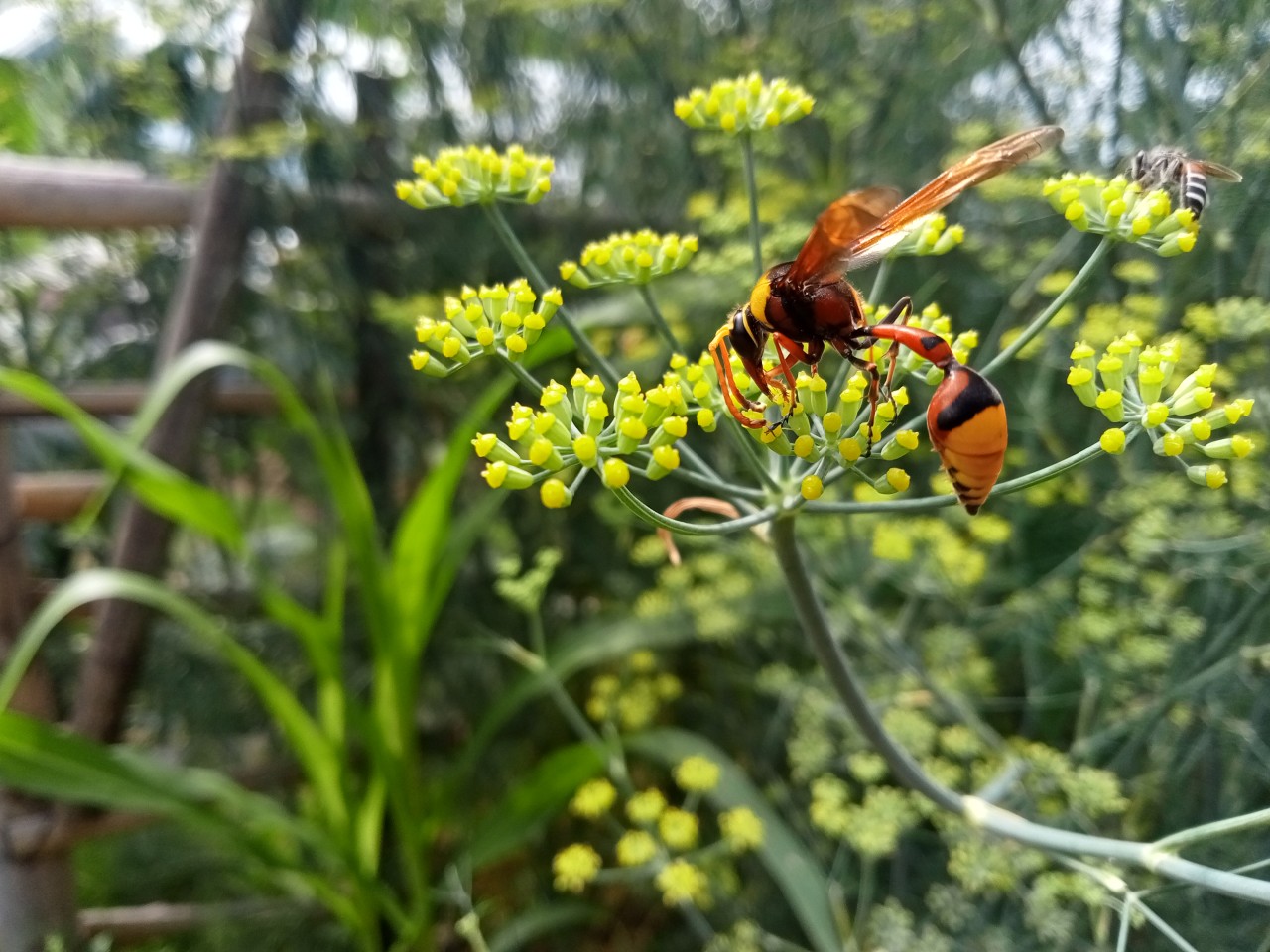 Free Wildlife photos. Potter wasp on dill florets.