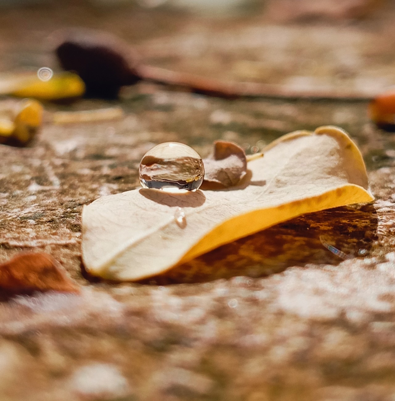 Free Macro photos. Rain drops.