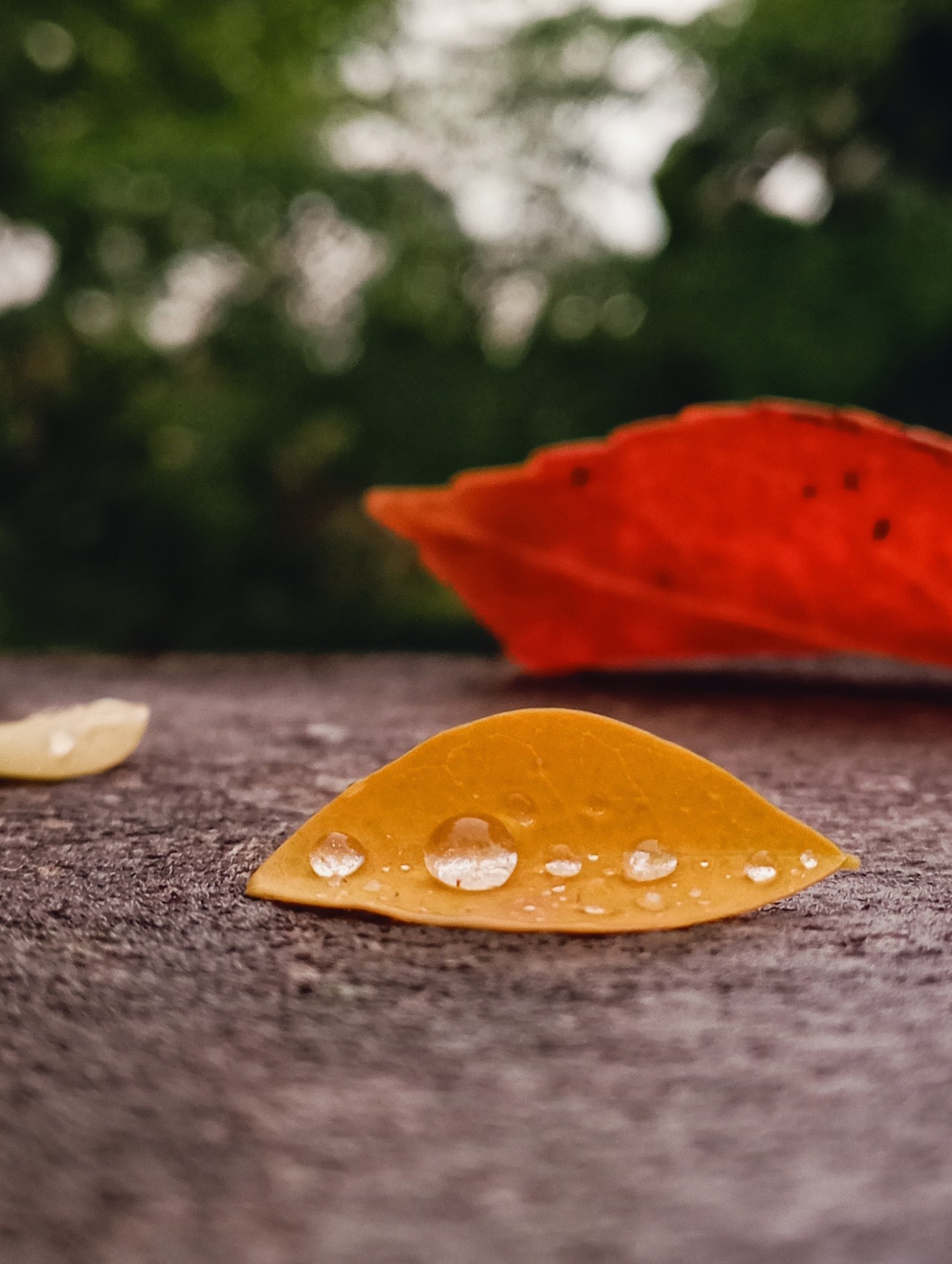 Nature - Nature Photography Gallery