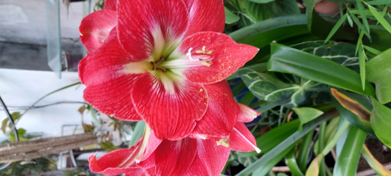 Amarylls - Nature Photography Gallery