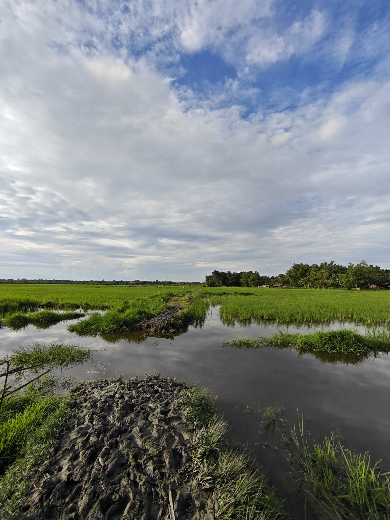 Free Landscapes photos. Assam.