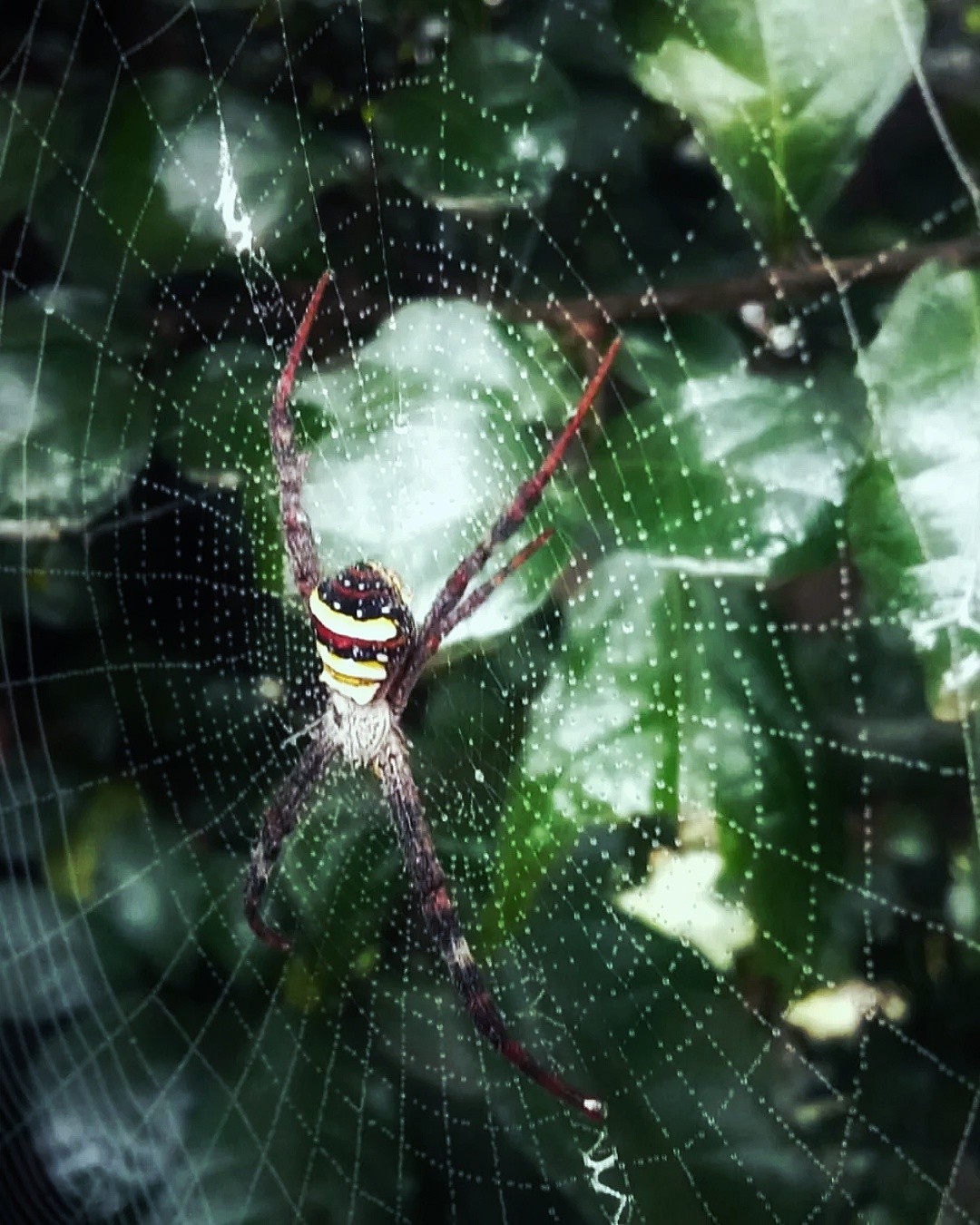 Spider on the web - Nature Photography Gallery
