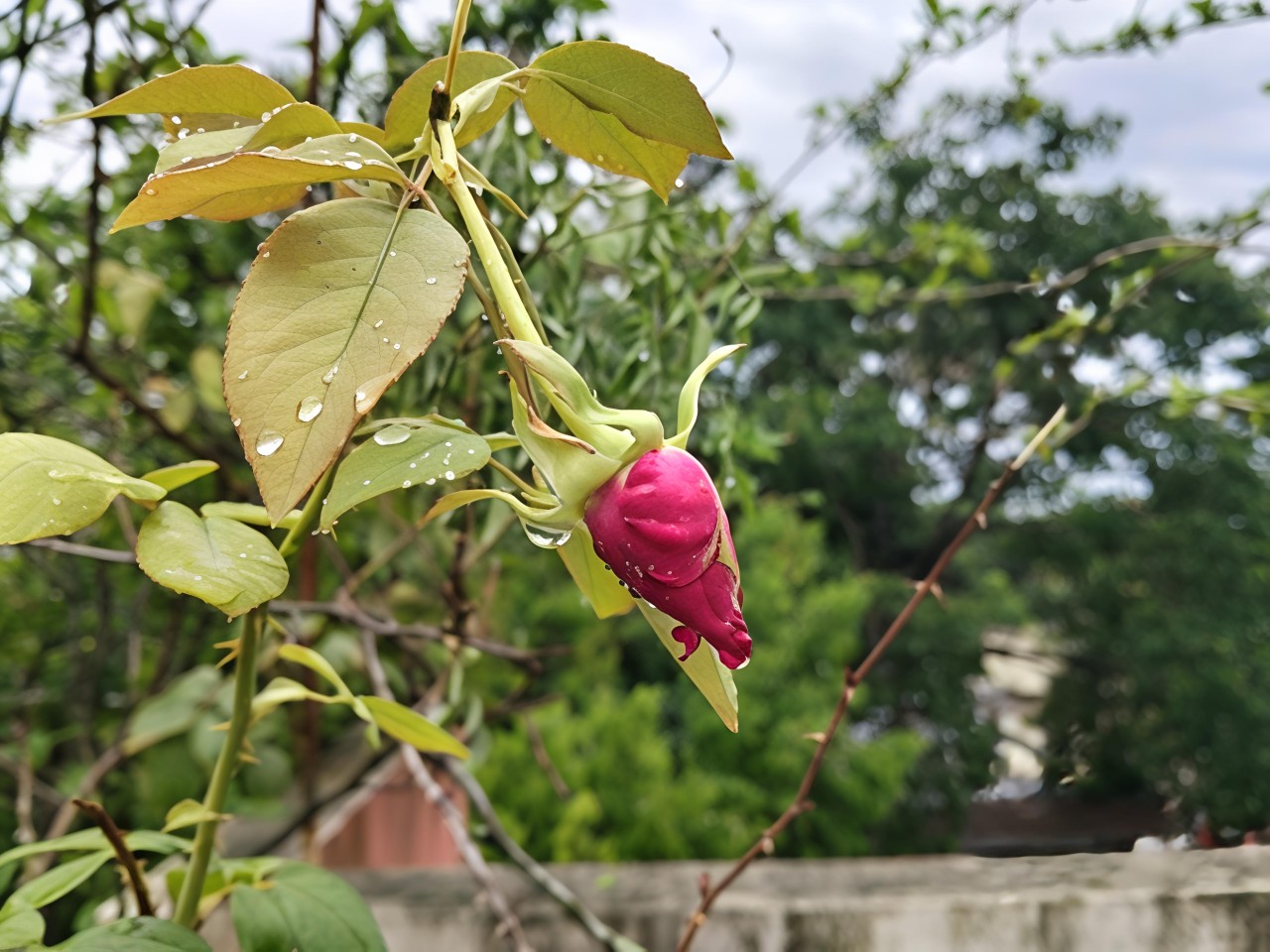 Story of a petal - Nature Photography Gallery