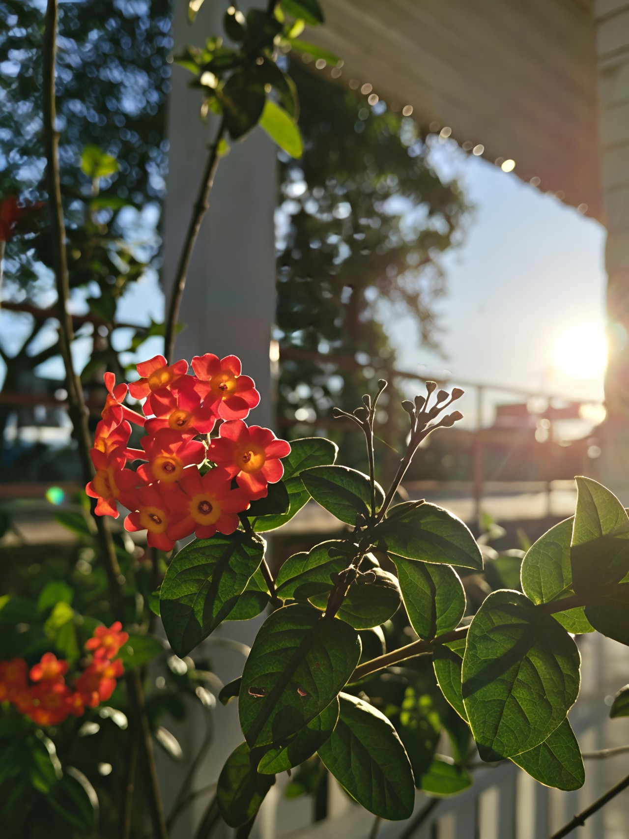 Last Golden rays - Nature Photography Gallery