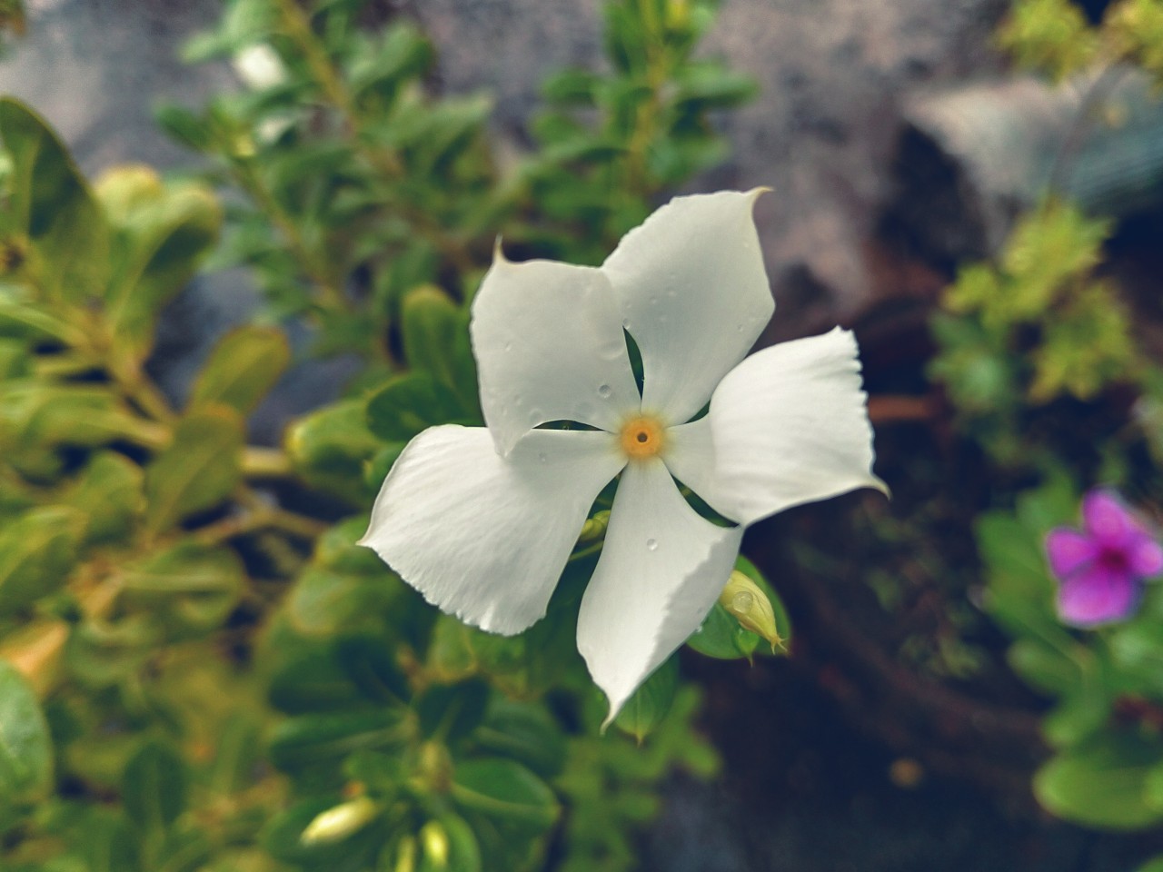 Free Macro photos. It's nostalgic.