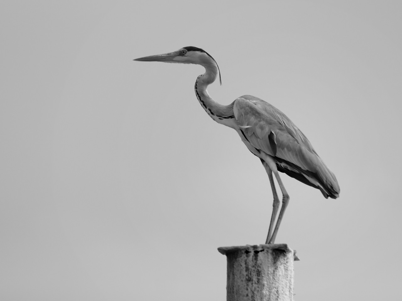 Free Wildlife photos. A long wait.