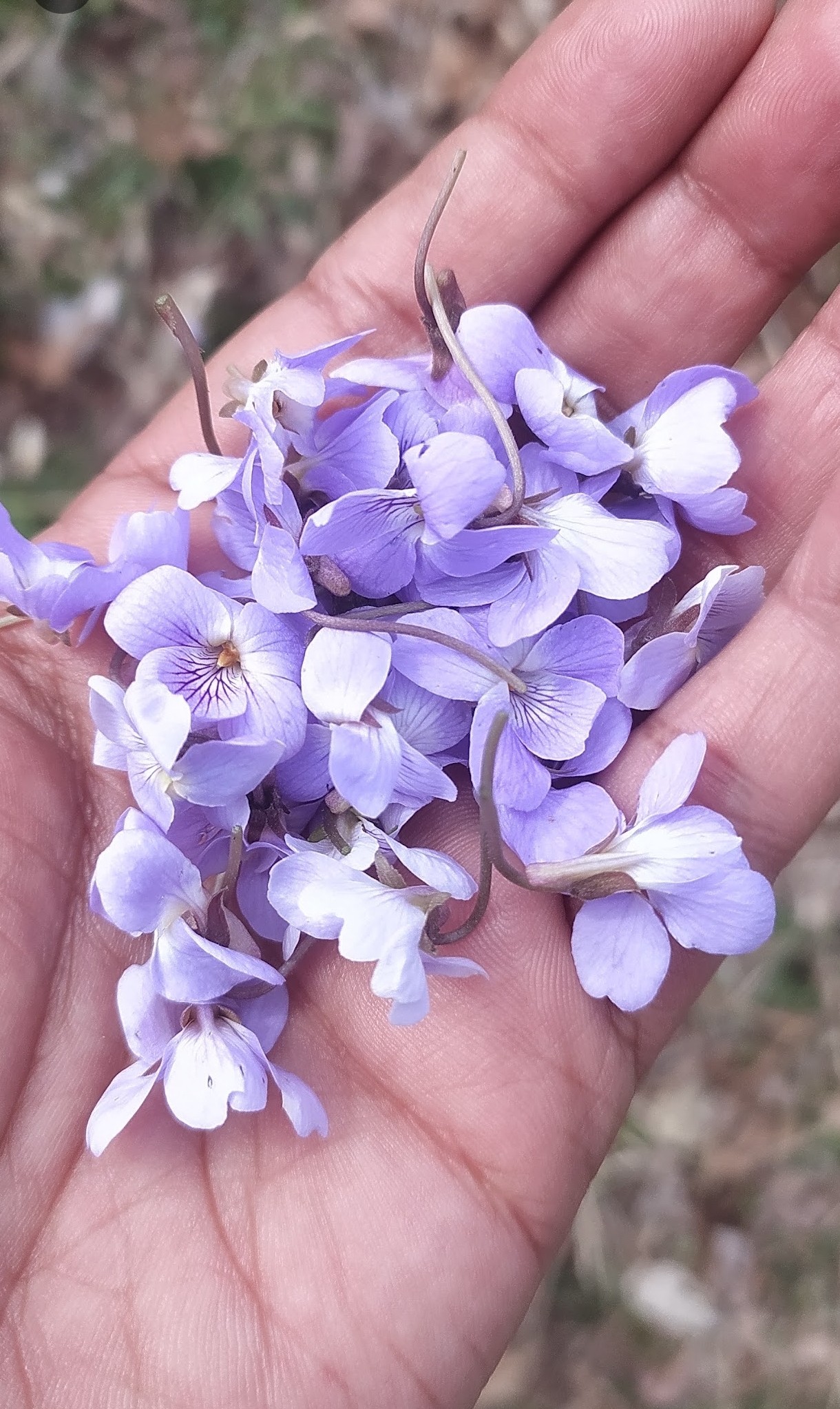 Himalayan Herbs - Nature Photography Gallery