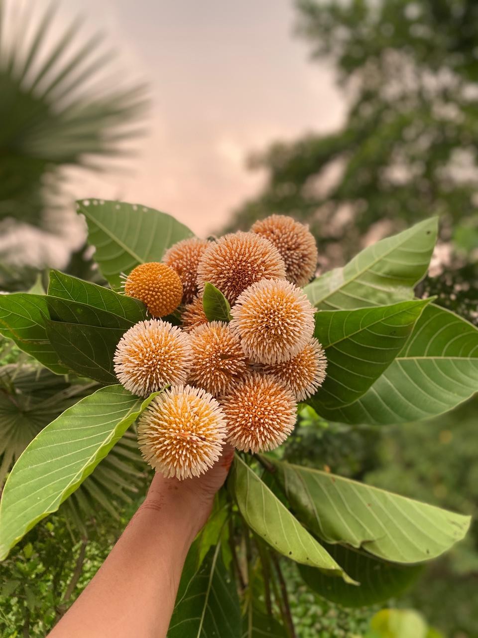 Free Flora photos. Flowers.