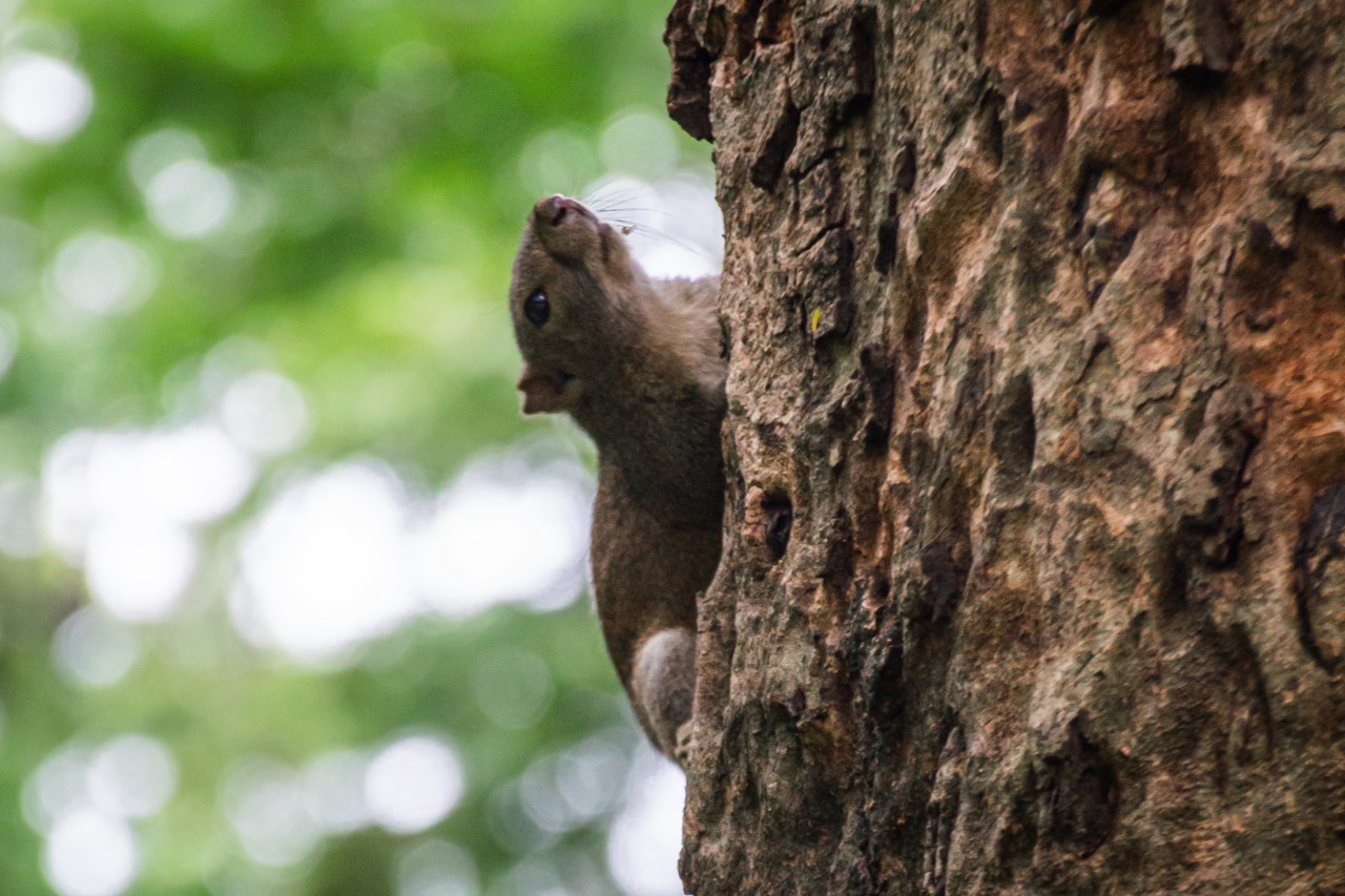 Cute face - Nature Photography Gallery