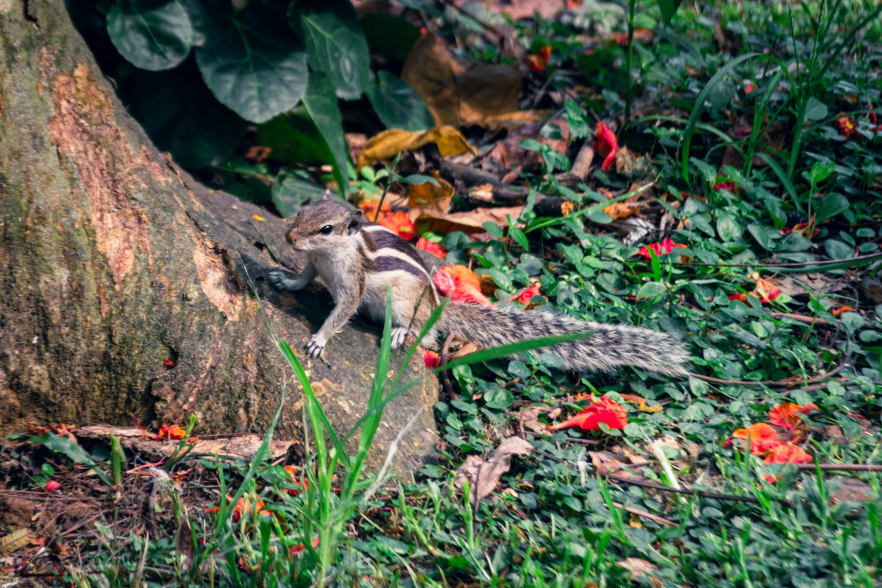 Cute face Squirrel - Nature Photography Gallery