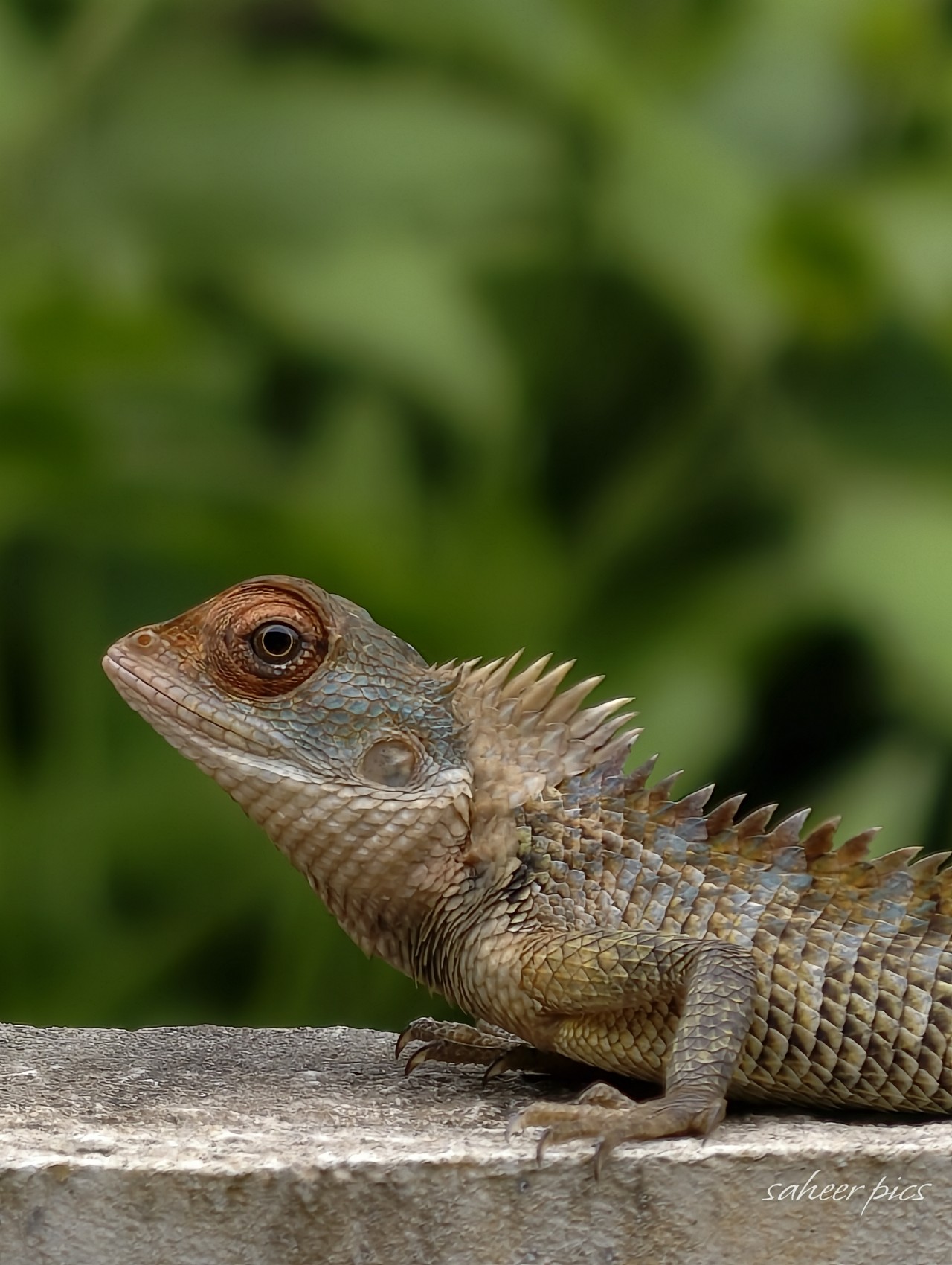 Chameleon - Nature Photography Gallery