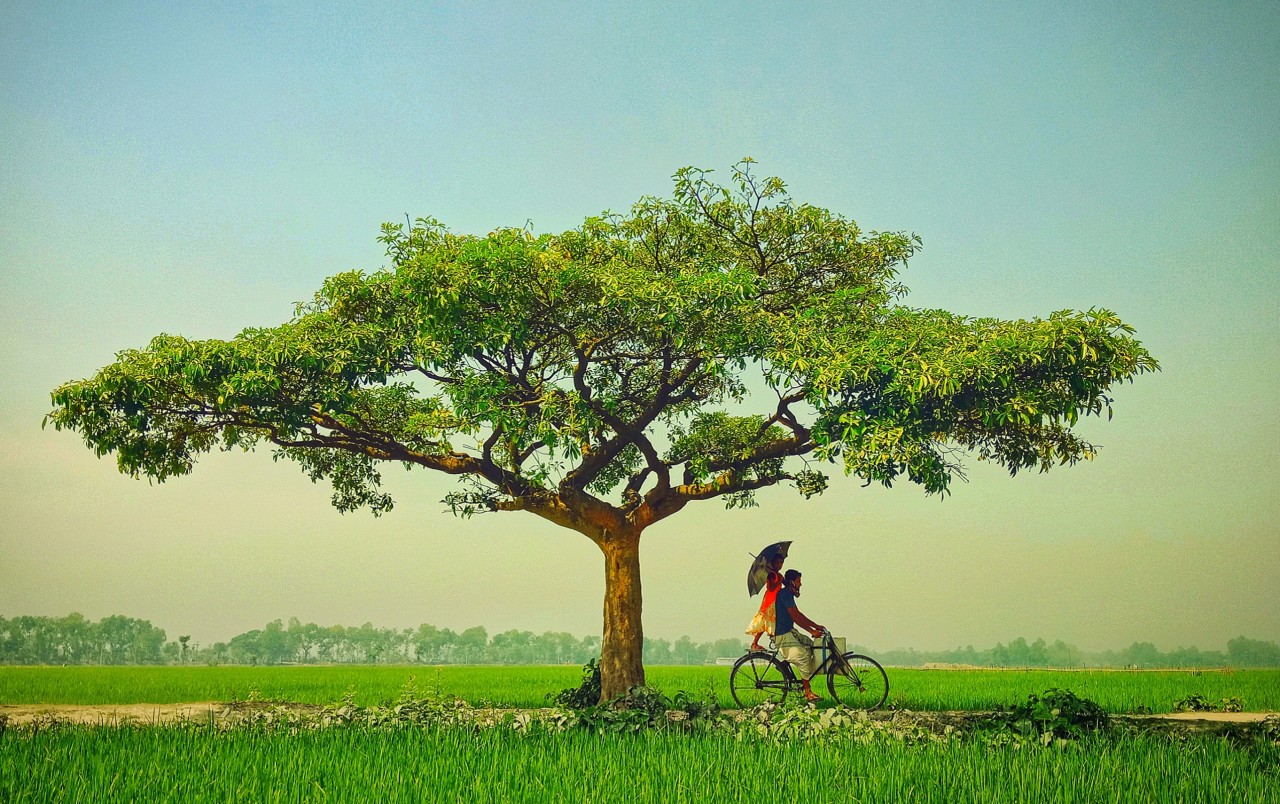 Free Landscapes photos. Bangladesh.