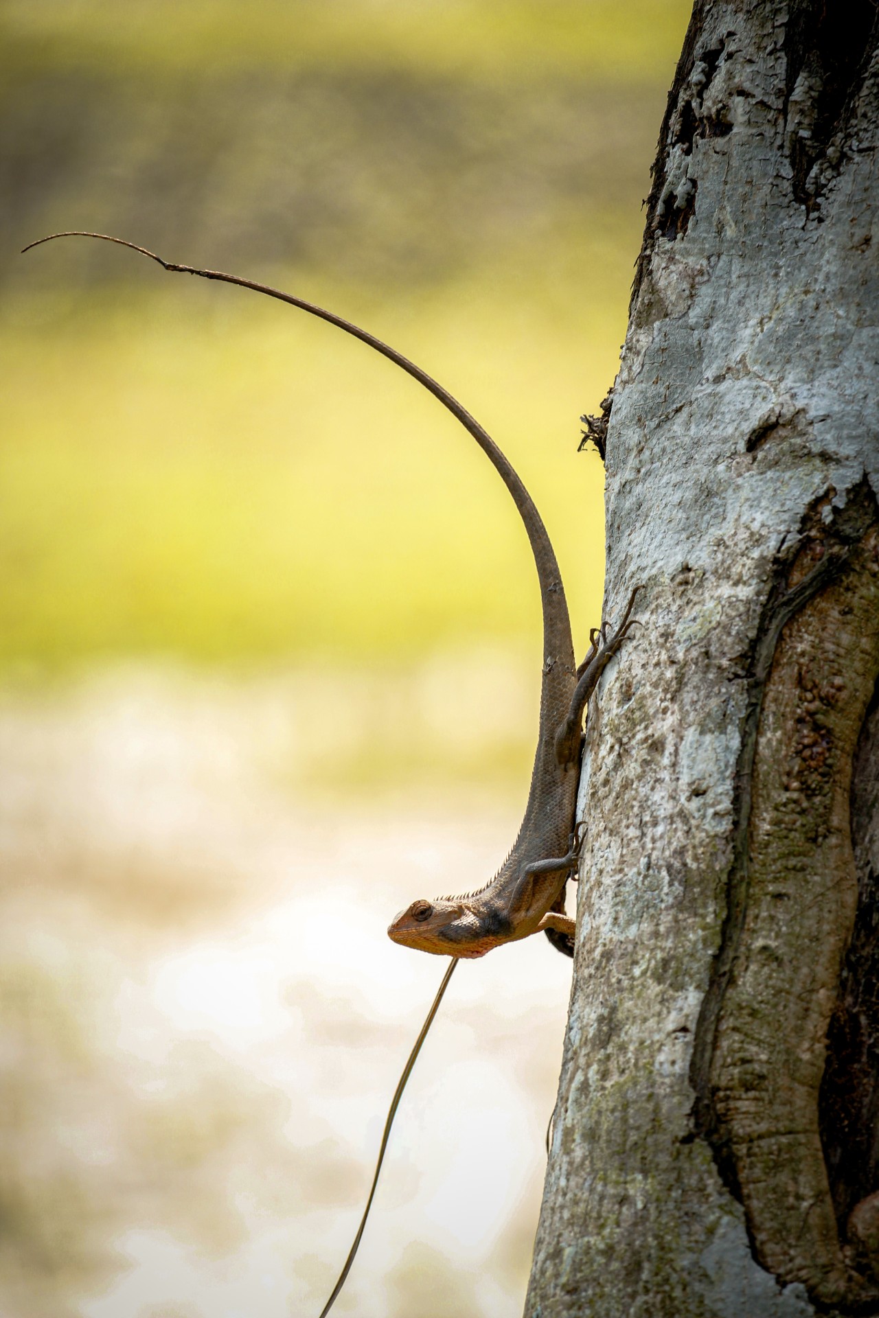 Free Wildlife photos. Cameleon.