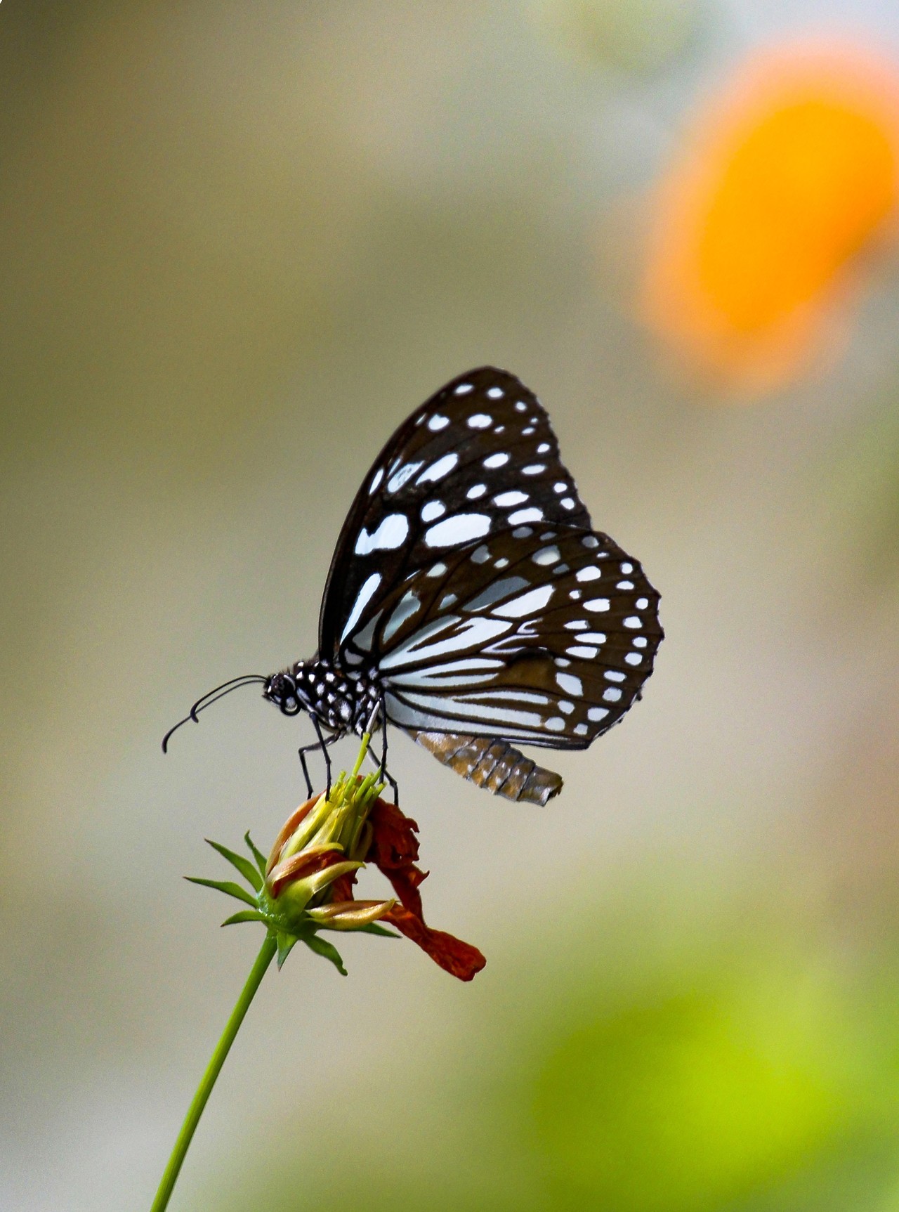Free Macro photos. butterfly.