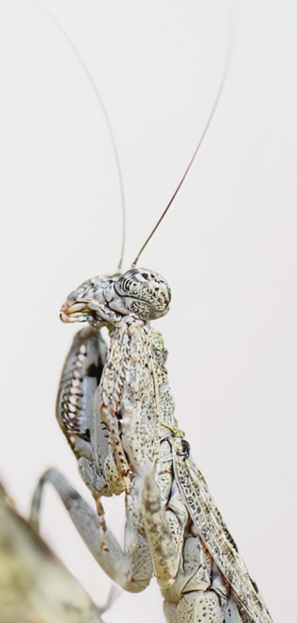 Insect - Nature Photography Gallery