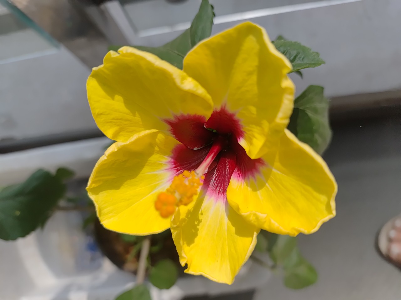 The yellow flower - Nature Photography Gallery