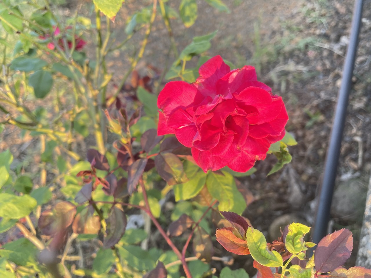 Free Flora photos. Flower rose.