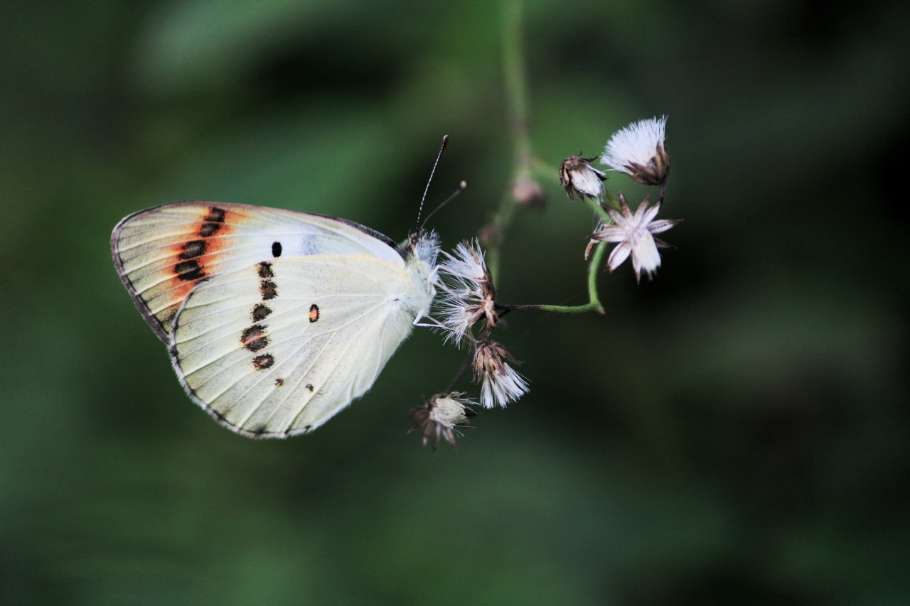 Free Macro photos. Colorful.