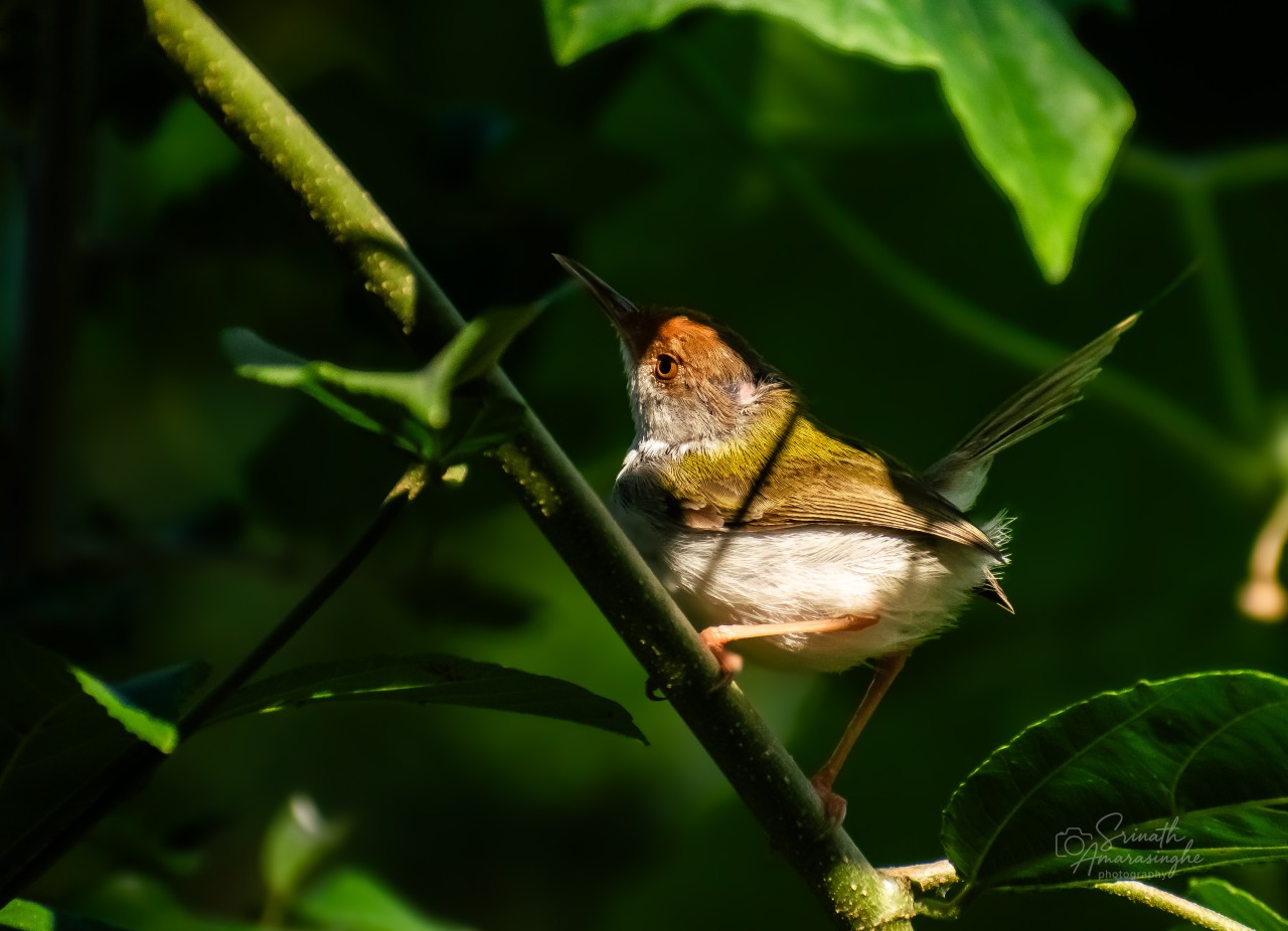 Free Wildlife photos. Yala, Srilanka.
