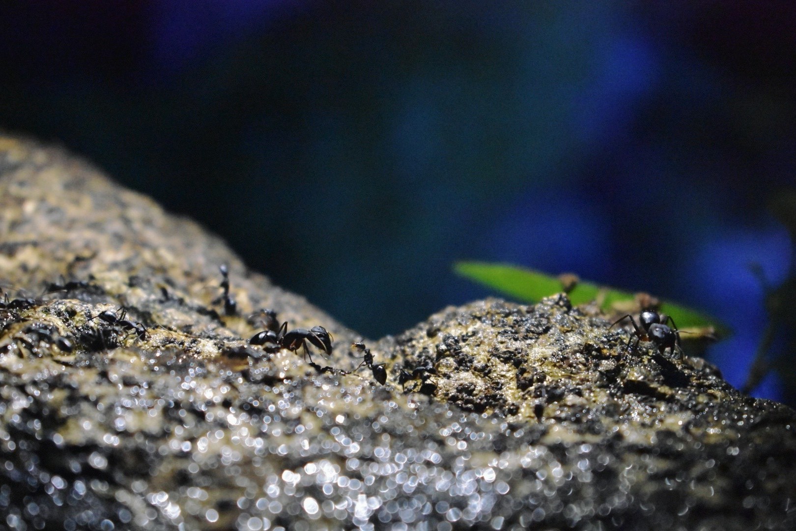 Free Macro photos. Ant walk.