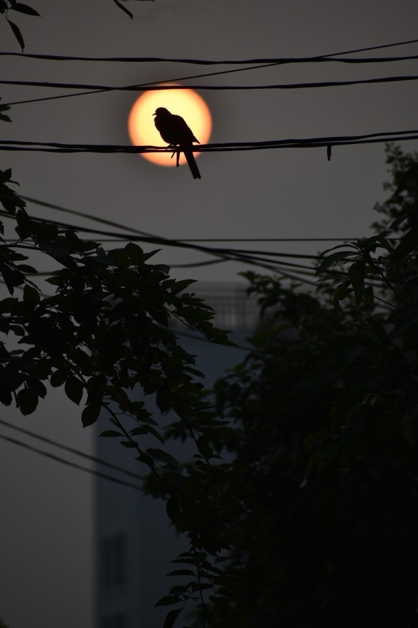 Free Wildlife photos. Sunset silhouette unedited.