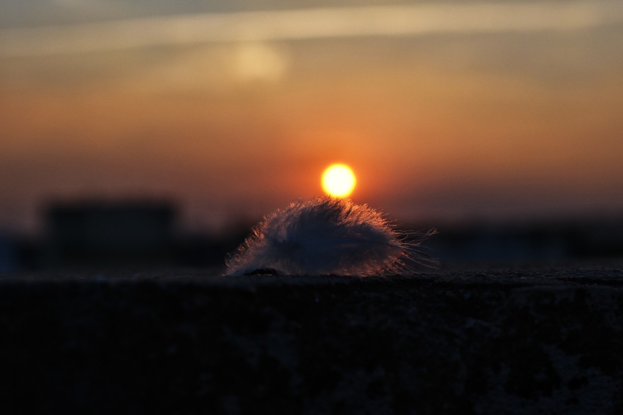 Feather touch - Nature Photography Gallery