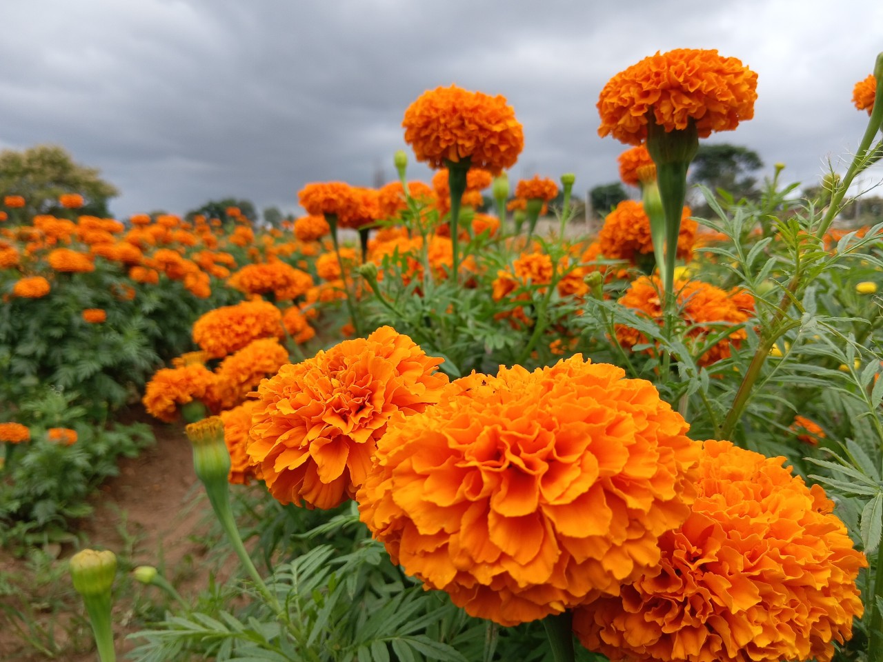Free Flora photos. Marigold blooms.